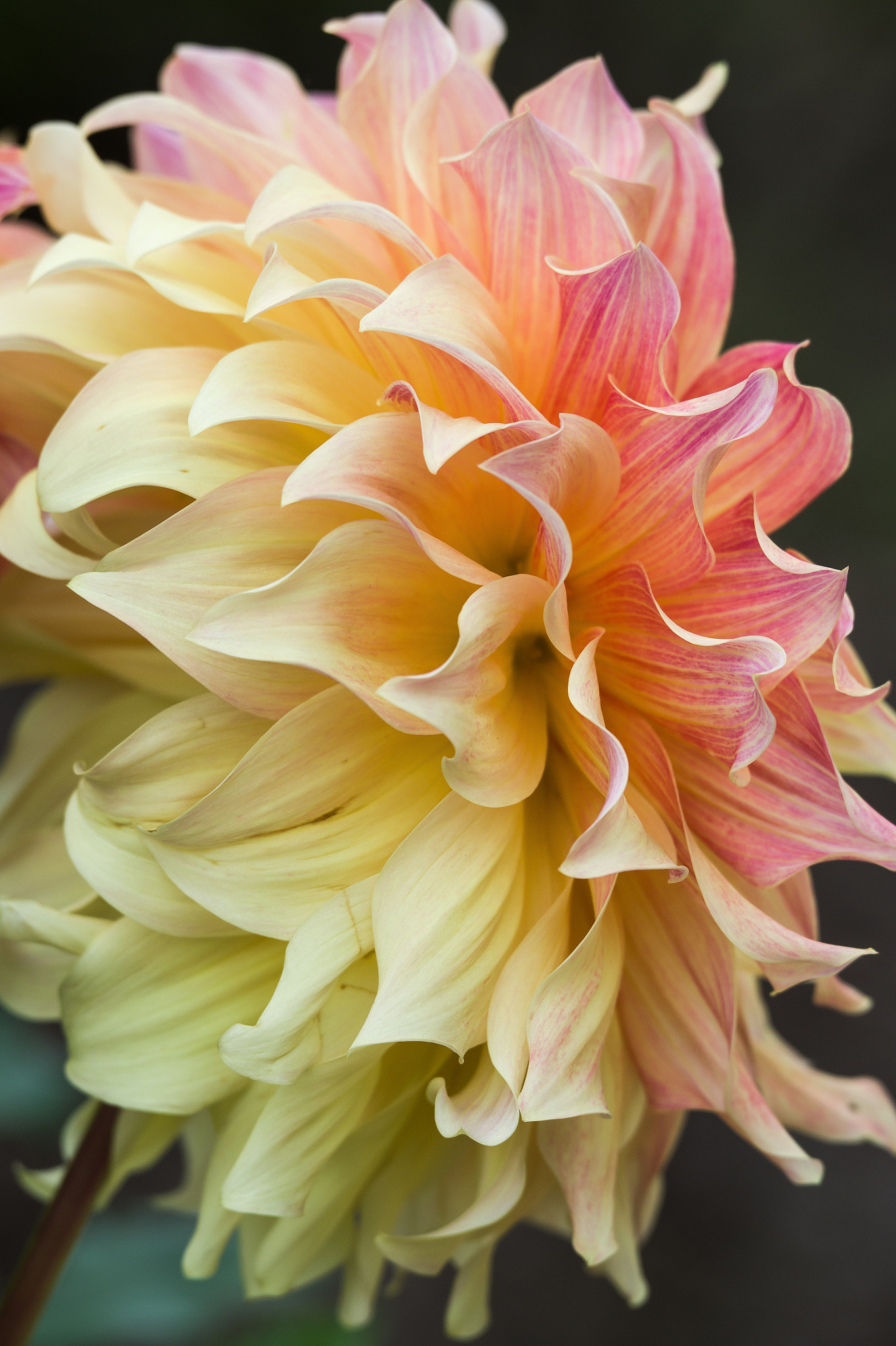 Pentax D FA* 70-200mm F2.8ED DC AW sample photo. ** photography