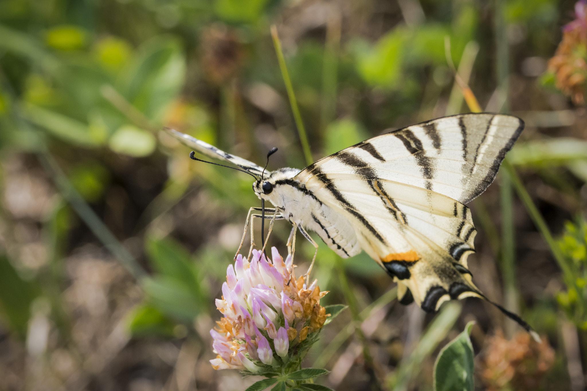 Sigma 105mm F2.8 EX DG OS HSM sample photo. Papilio machaon photography