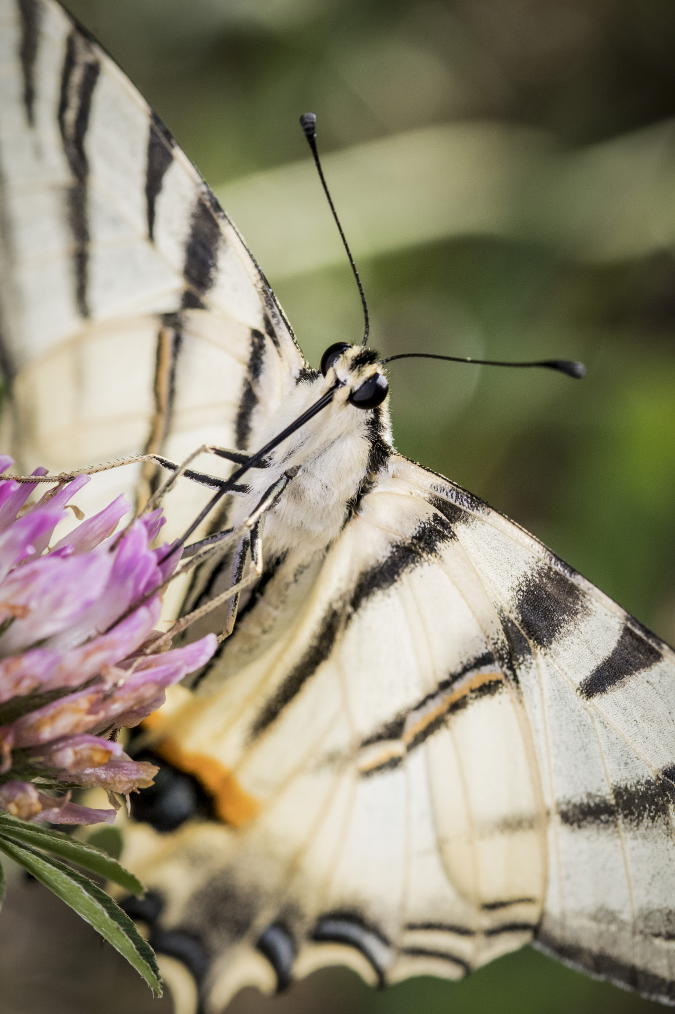 Sigma 105mm F2.8 EX DG OS HSM sample photo. Papilio machaon photography
