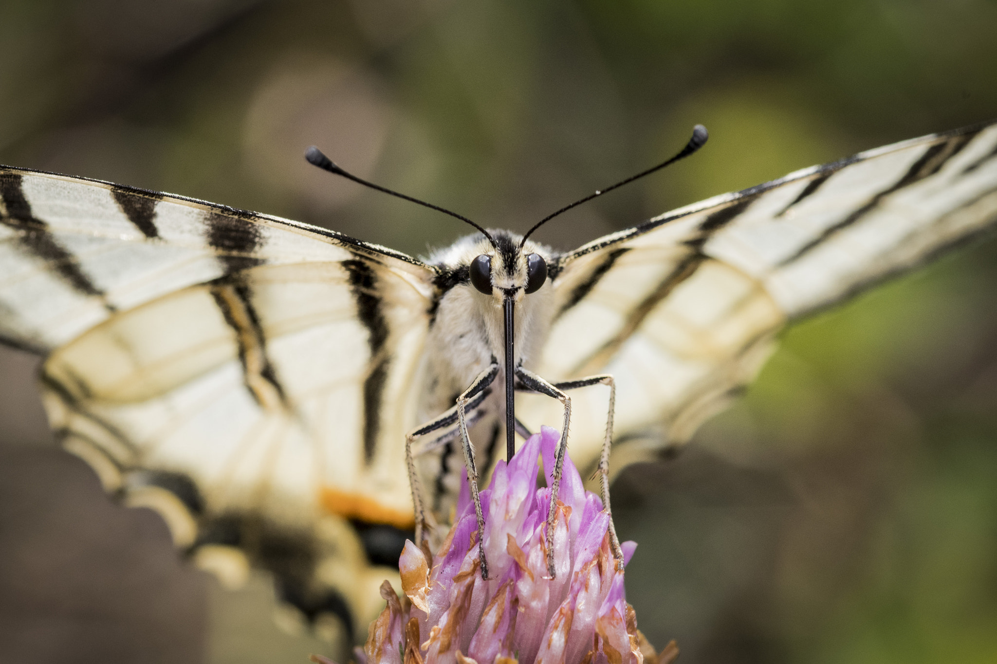 Sigma 105mm F2.8 EX DG OS HSM sample photo. Papilio machaon photography