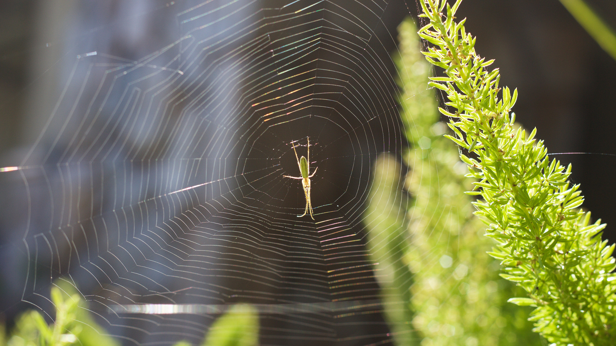 Canon EOS M + Canon EF 50mm F1.8 II sample photo. The entrapment photography