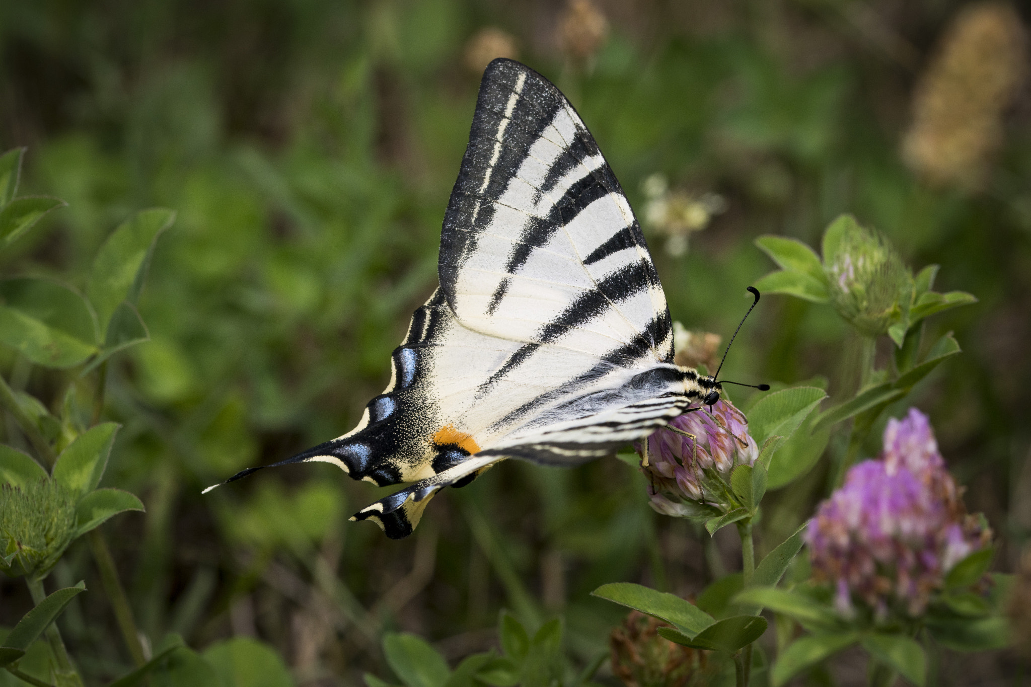 Sigma 105mm F2.8 EX DG OS HSM sample photo. Papilio machaon photography