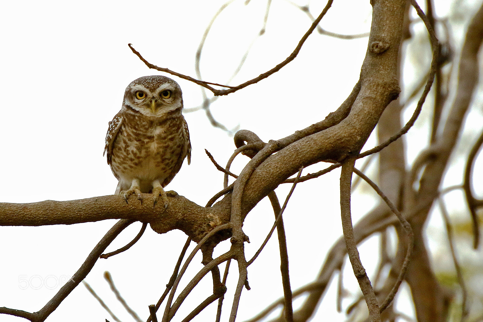 Tamron SP 35mm F1.8 Di VC USD sample photo. Spotted owlet photography