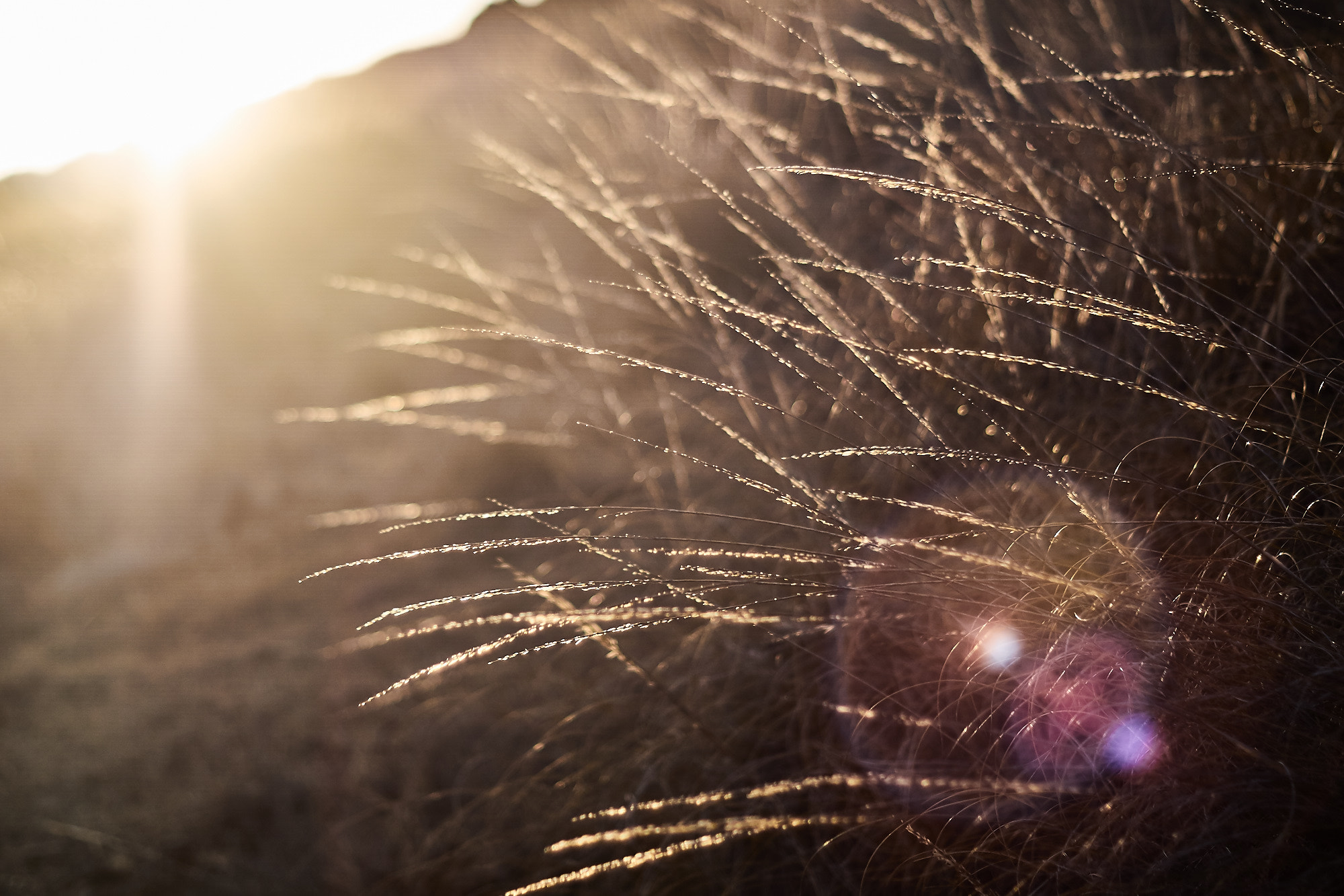 Sony ILCA-77M2 + Minolta AF 50mm F1.7 sample photo. Golden lines photography