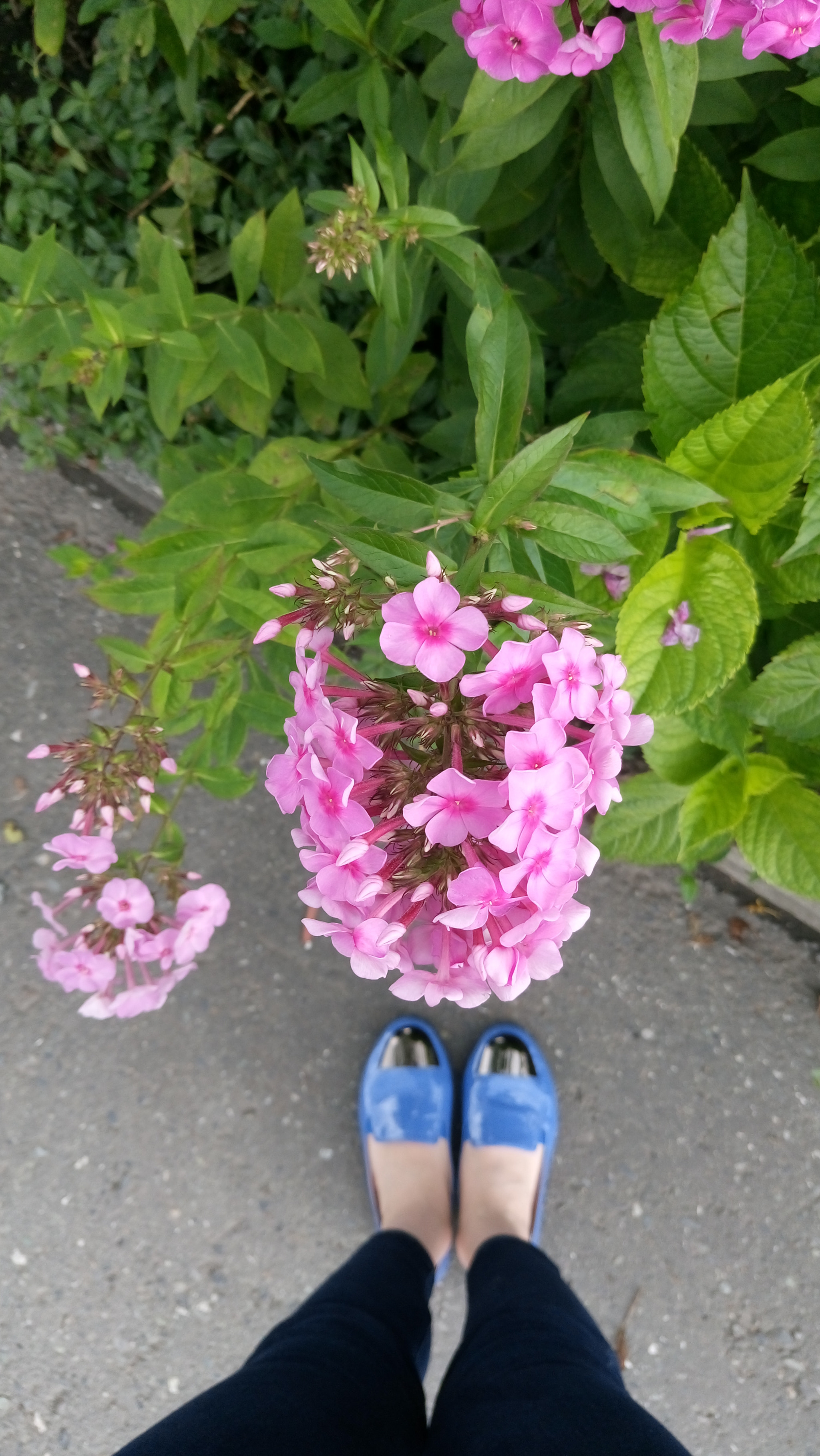 Sony Xperia M5 Dual sample photo