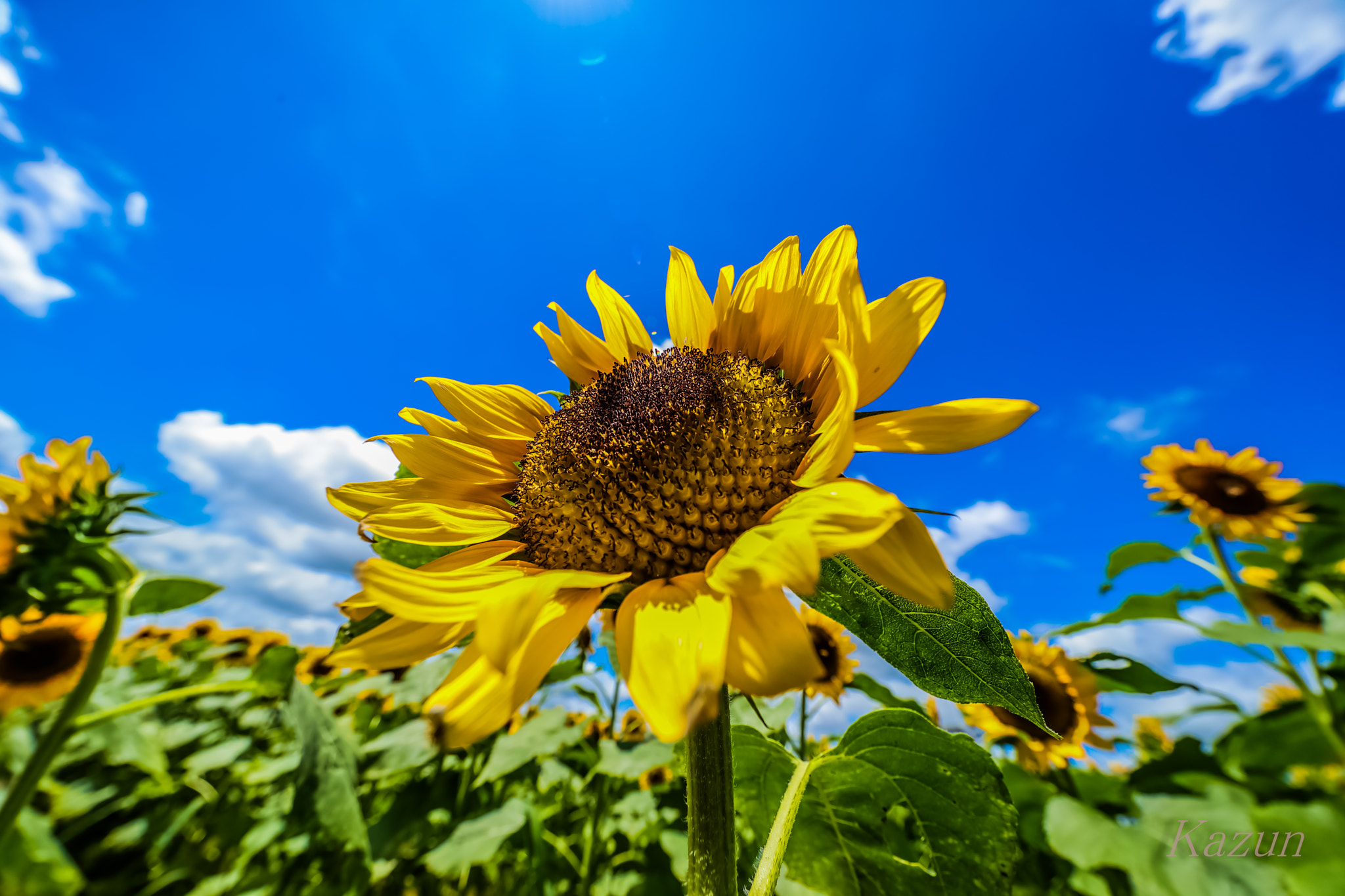 Canon EF 11-24mm F4L USM sample photo. Sun energy! photography