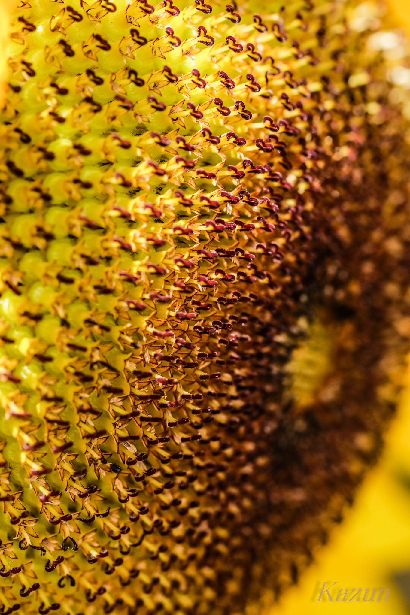 ZEISS Makro-Planar T* 100mm F2 sample photo. Many many heart! photography