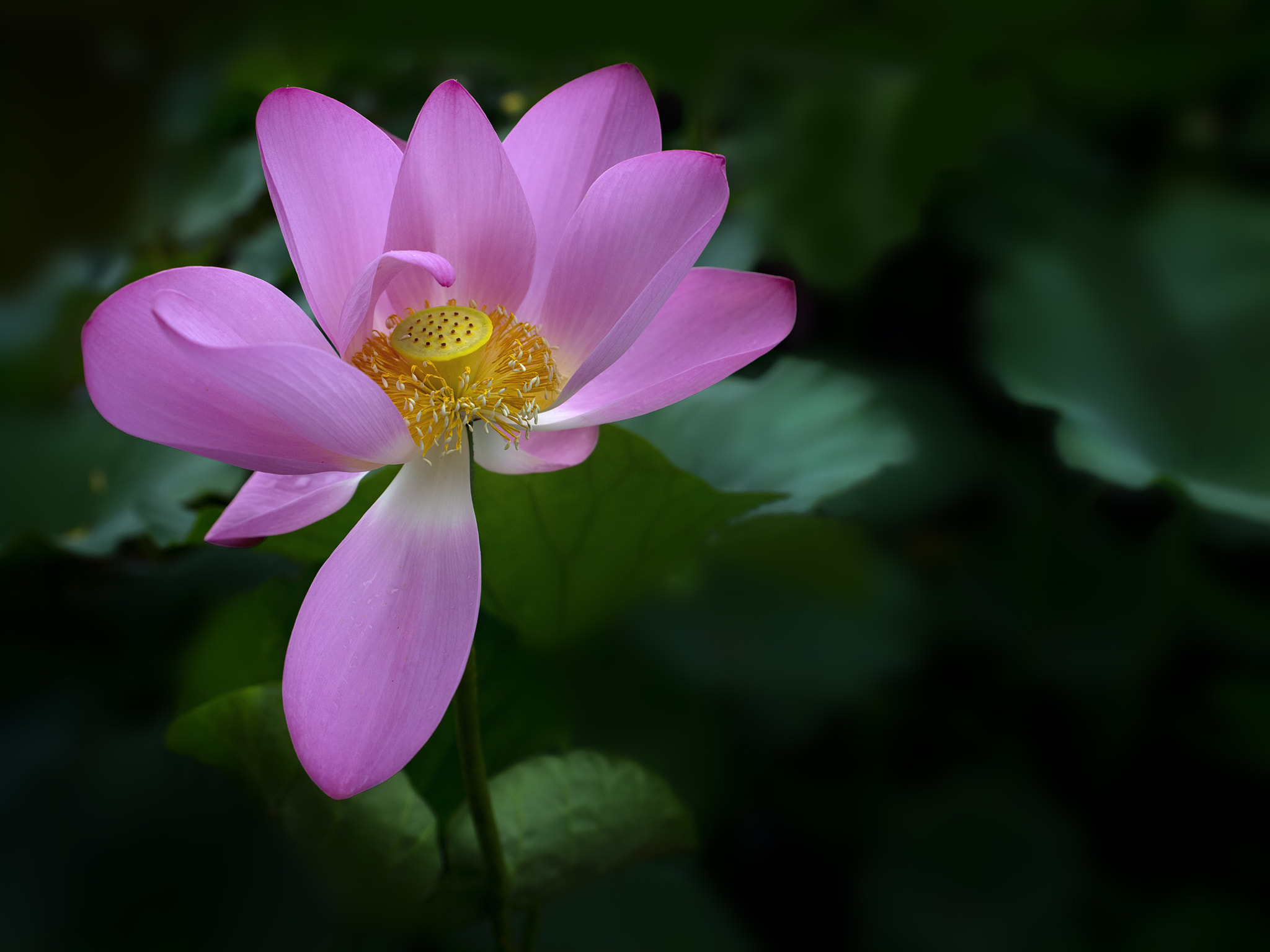 Phase One P65+ sample photo. Glory lotus photography