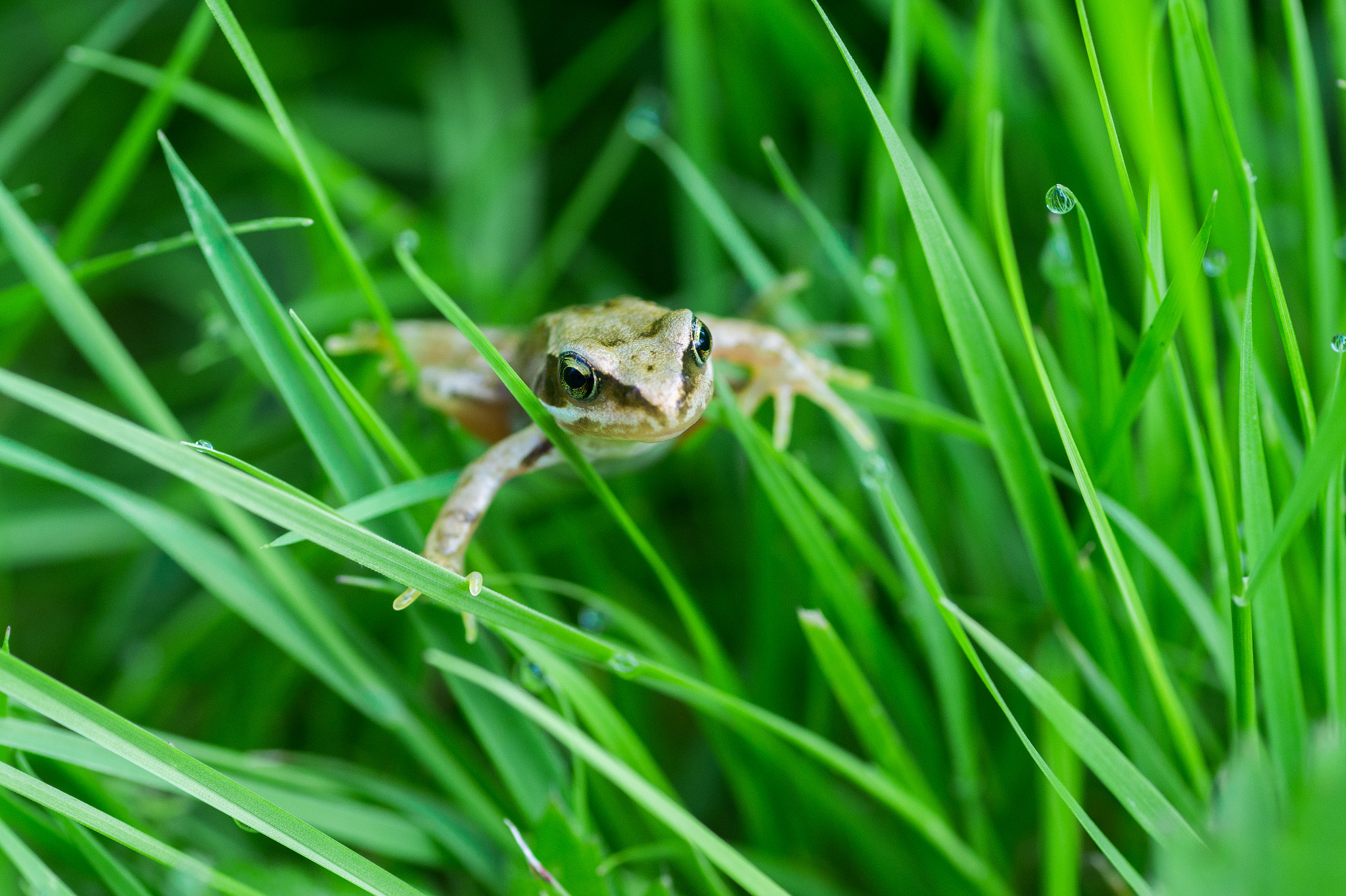 Sony SLT-A58 + Minolta AF 100mm F2.8 Macro [New] sample photo. Grass frog photography