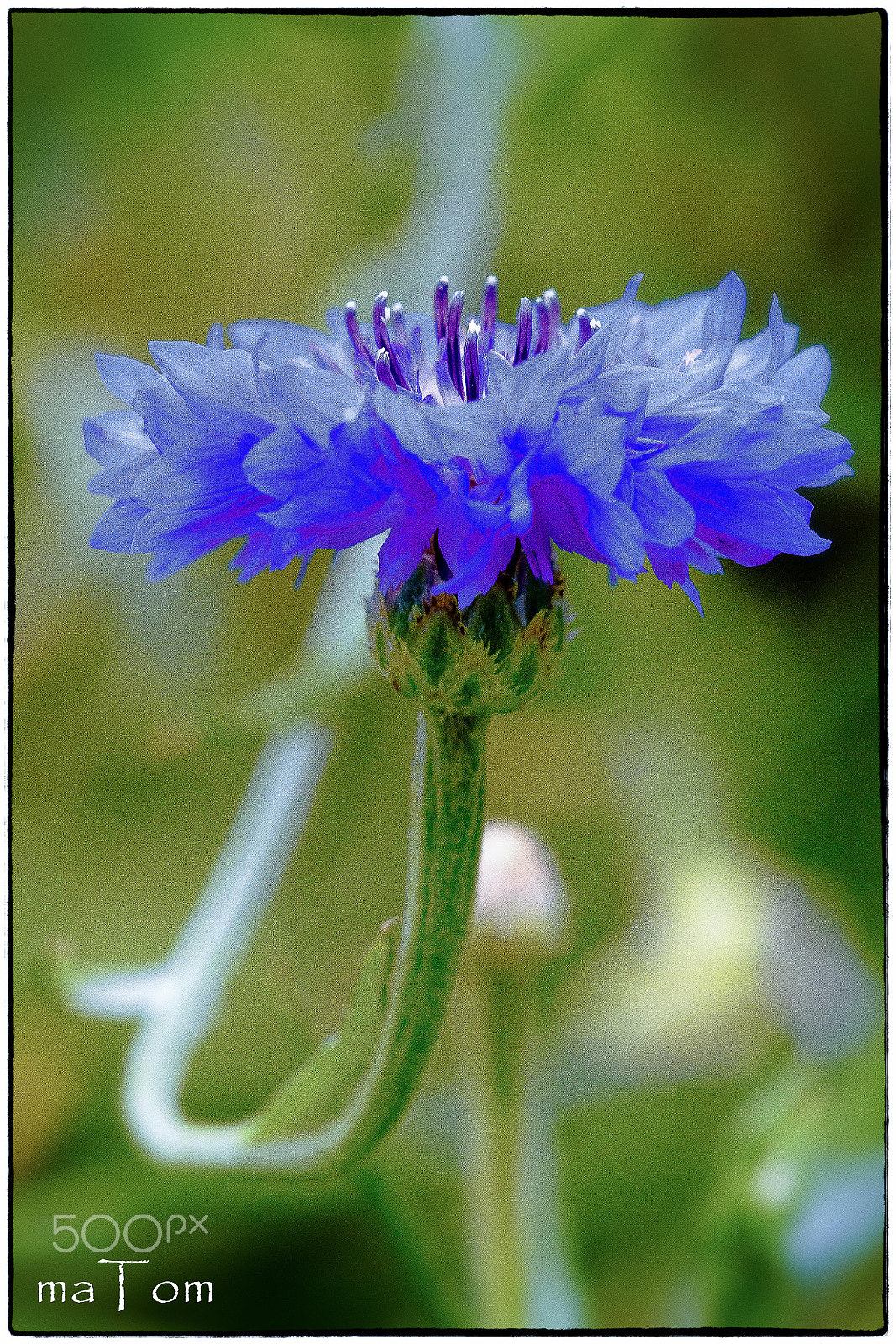 Sigma APO Macro 150mm f/2.8 EX DG HSM sample photo. Kornblume photography