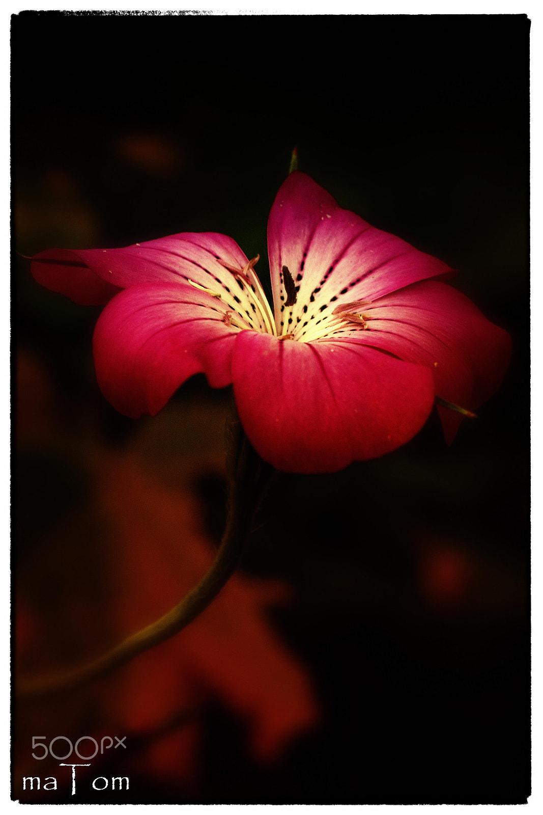 Sigma APO Macro 150mm f/2.8 EX DG HSM sample photo. Pflanze photography