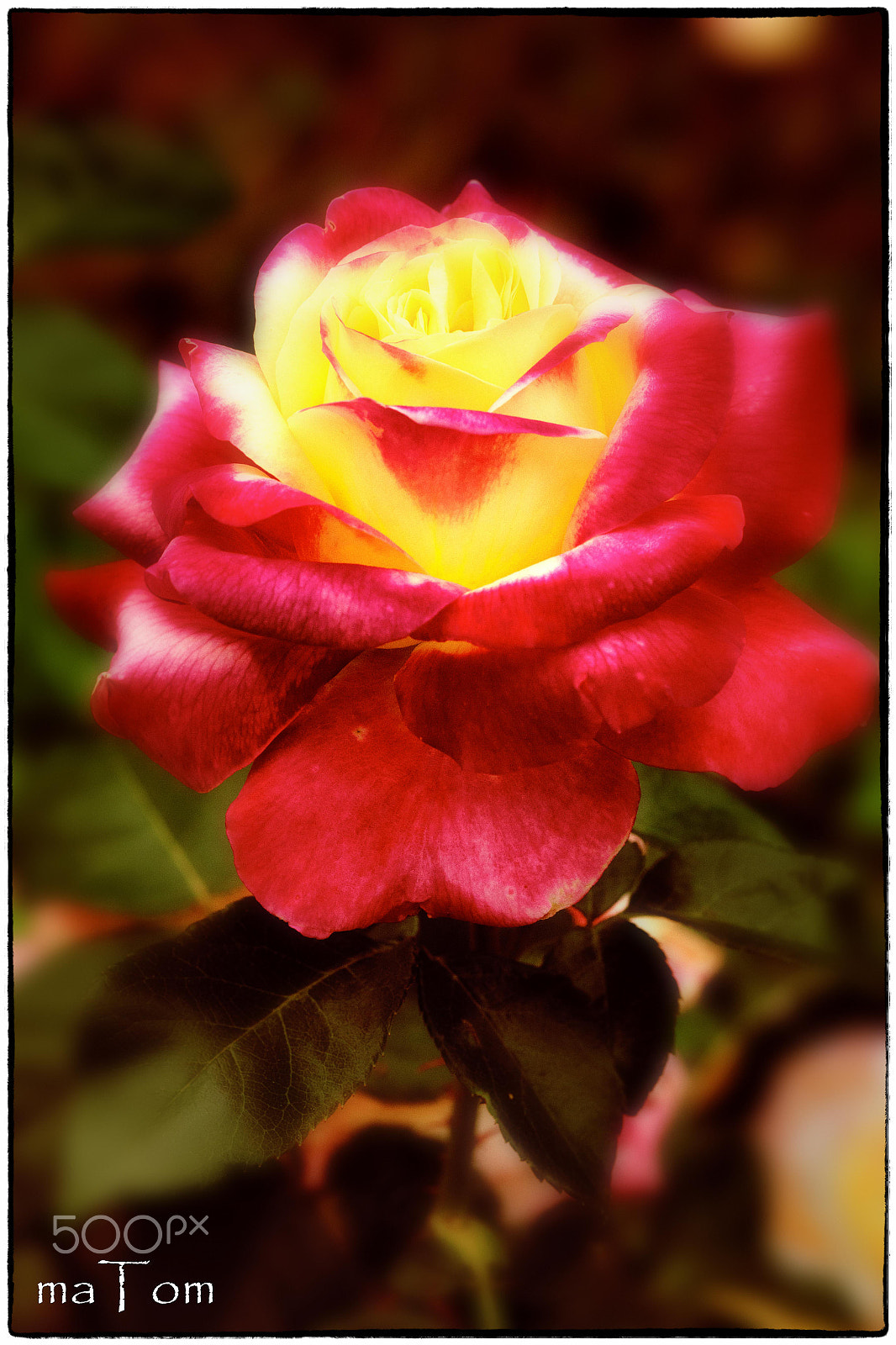 Sigma APO Macro 150mm f/2.8 EX DG HSM sample photo. Gloria dei photography