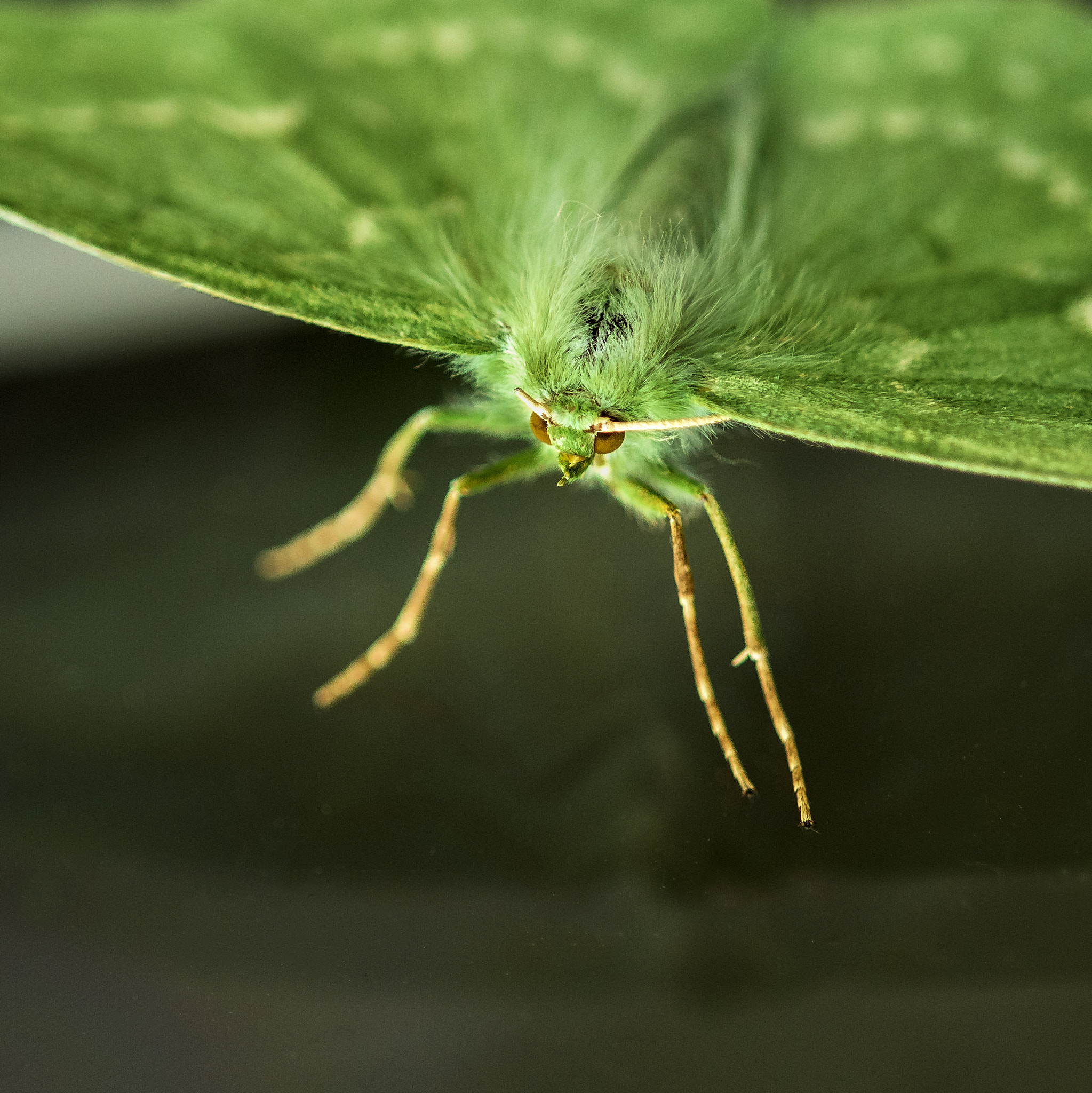 Nikon D810 + Nikon AF Micro-Nikkor 200mm F4D ED-IF sample photo. Large emerald moth photography