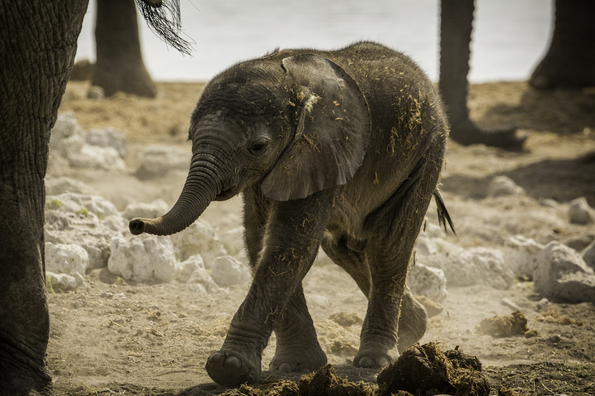 Nikon D7100 + Nikon AF-S Nikkor 80-400mm F4.5-5.6G ED VR sample photo. Namibia wildlife photography