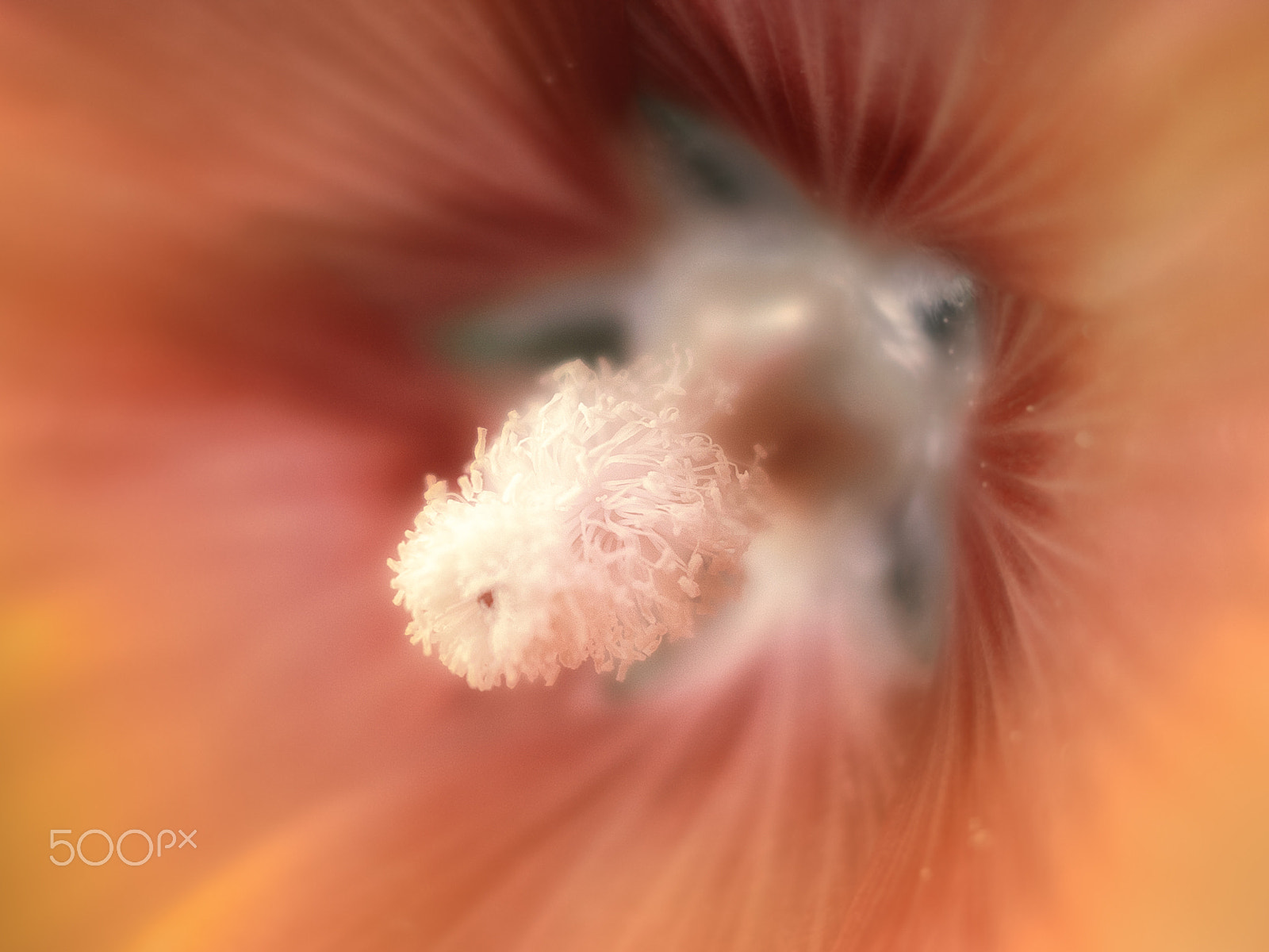 Sony ILCA-77M2 + Sony DT 35mm F1.8 SAM sample photo. Magic flower #2 photography