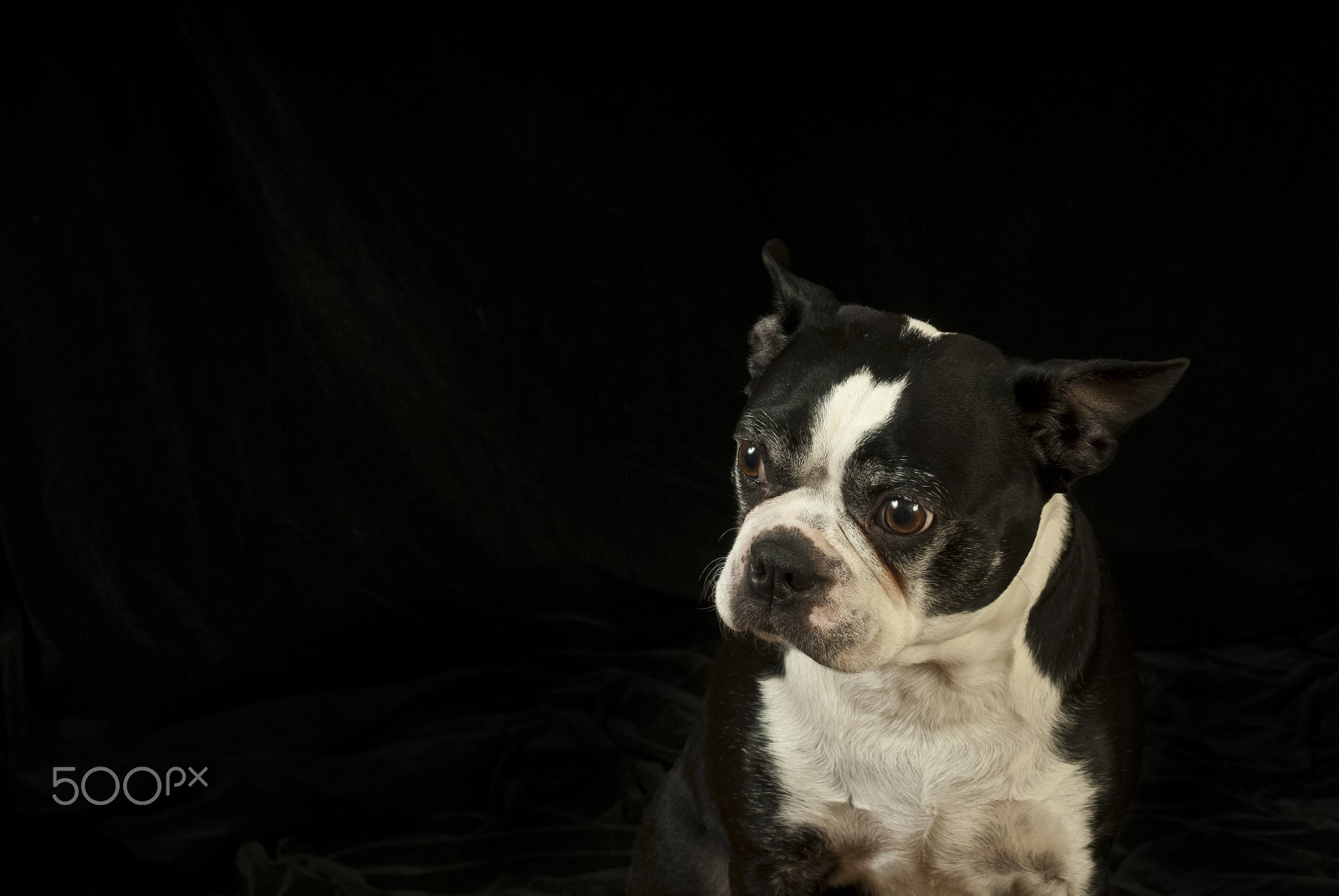 Nikon D200 + AF Zoom-Nikkor 35-70mm f/2.8D sample photo. Boston terrier at the studio photography