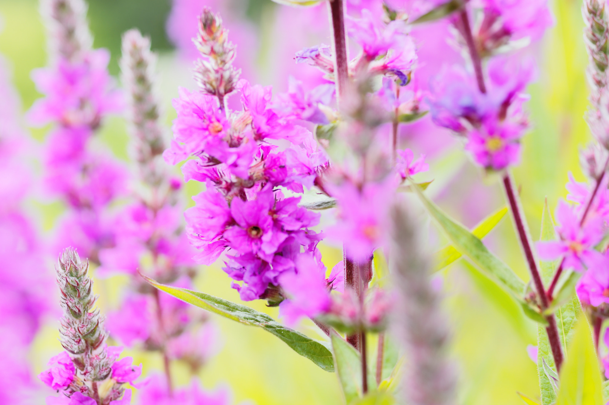 Pentax smc D-FA 50mm F2.8 Macro sample photo. Loosestrife photography