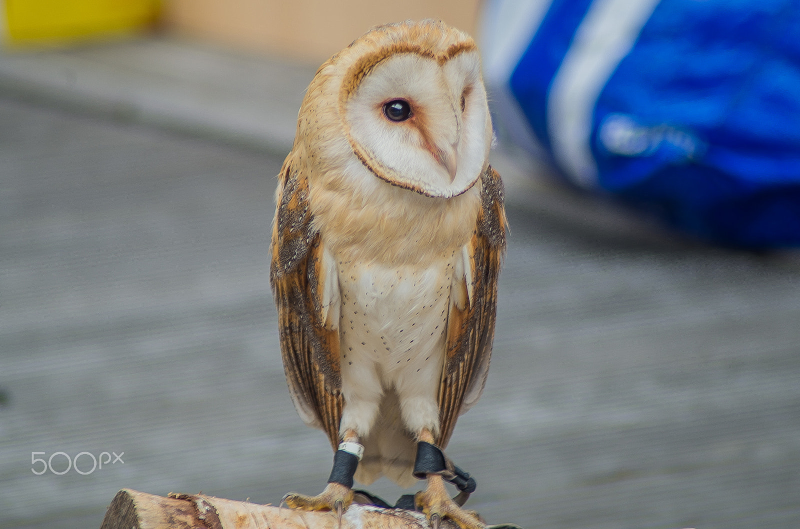 Pentax K-50 + Tamron AF 70-300mm F4-5.6 Di LD Macro sample photo. Barn owl  photography