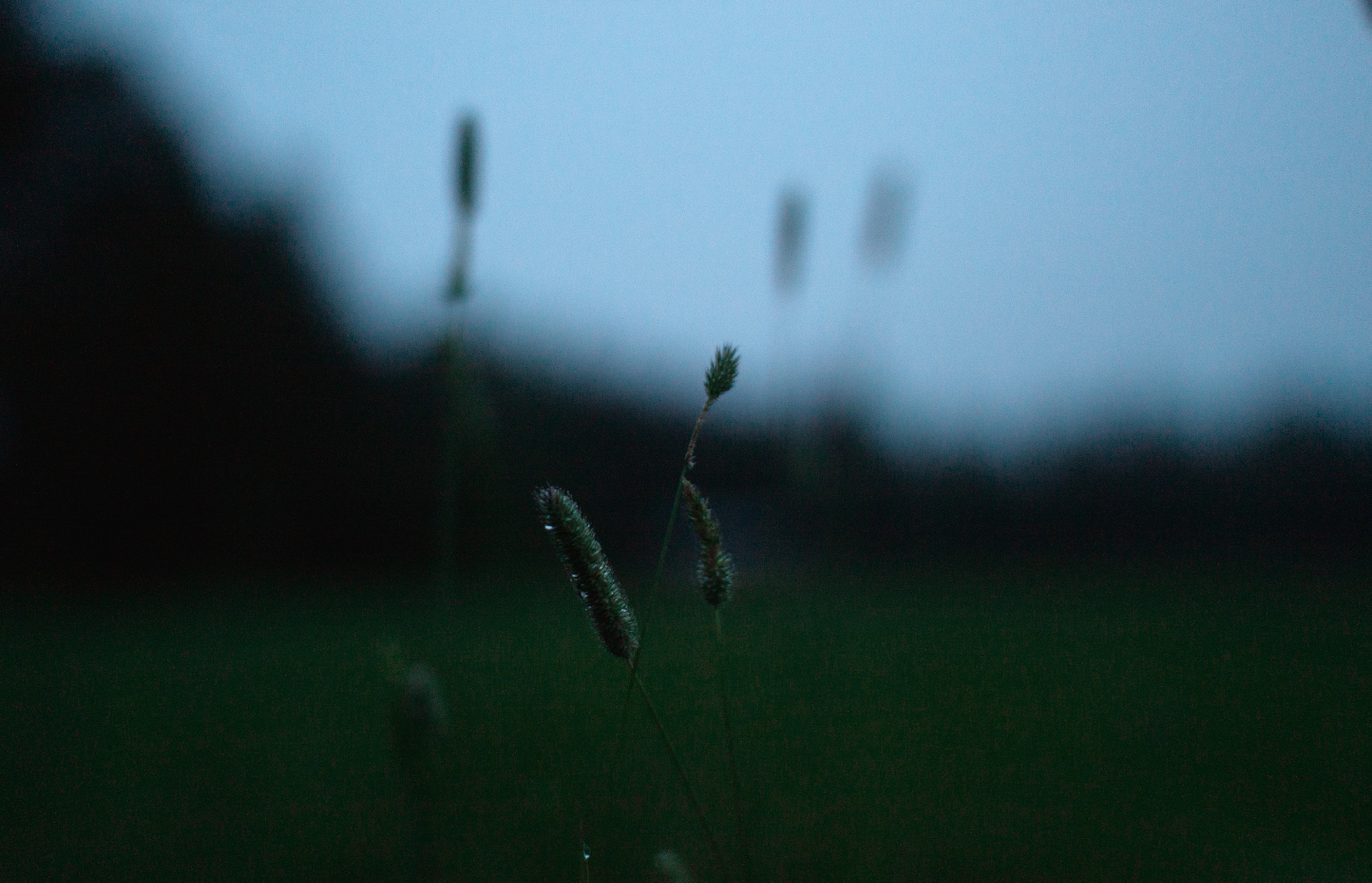 Sigma 30mm F1.4 EX DC HSM sample photo. - photography