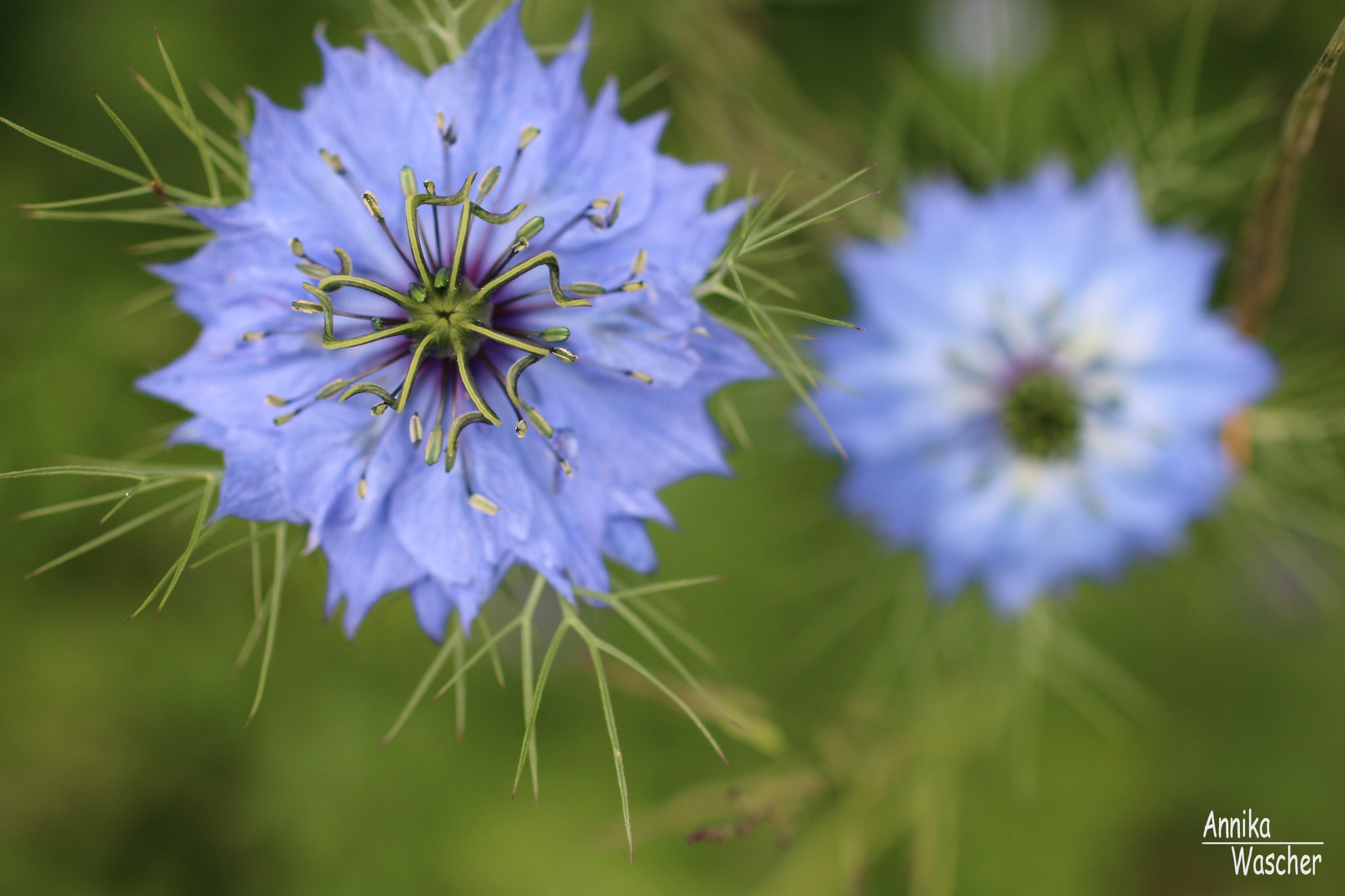 Canon EOS 70D + Sigma 18-50mm f/2.8 Macro sample photo. Blue beauty photography