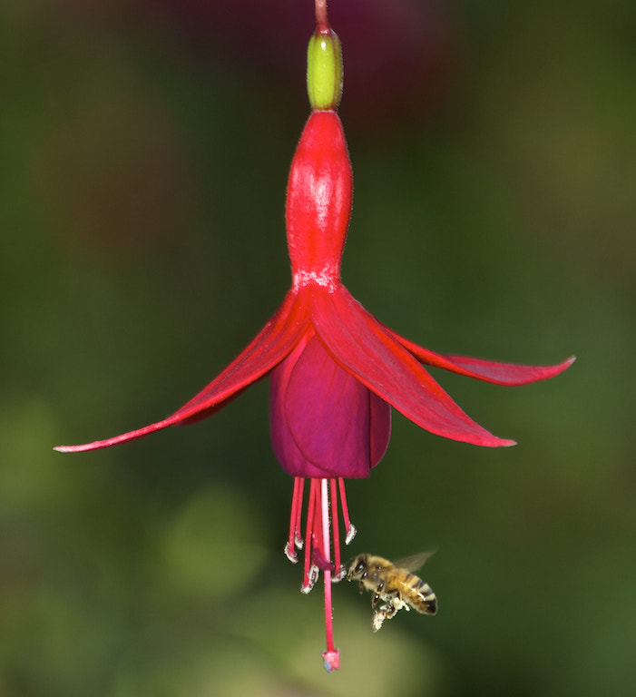 Sigma 400mm F5.6 APO sample photo. Bee in fuchsia flower photography