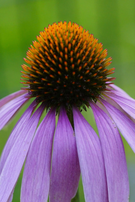Sony SLT-A77 + Tamron SP AF 90mm F2.8 Di Macro sample photo. Coneflower  photography