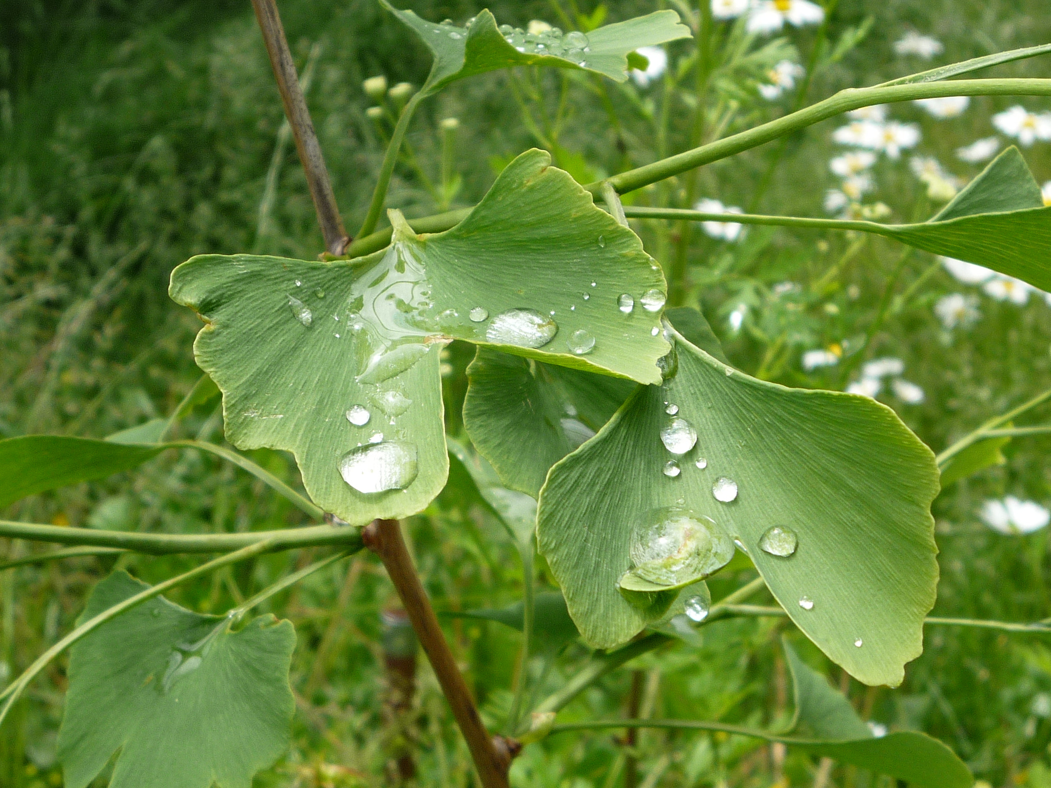 Panasonic DMC-FS20 sample photo. Dew drops on ginkgo leaves photography