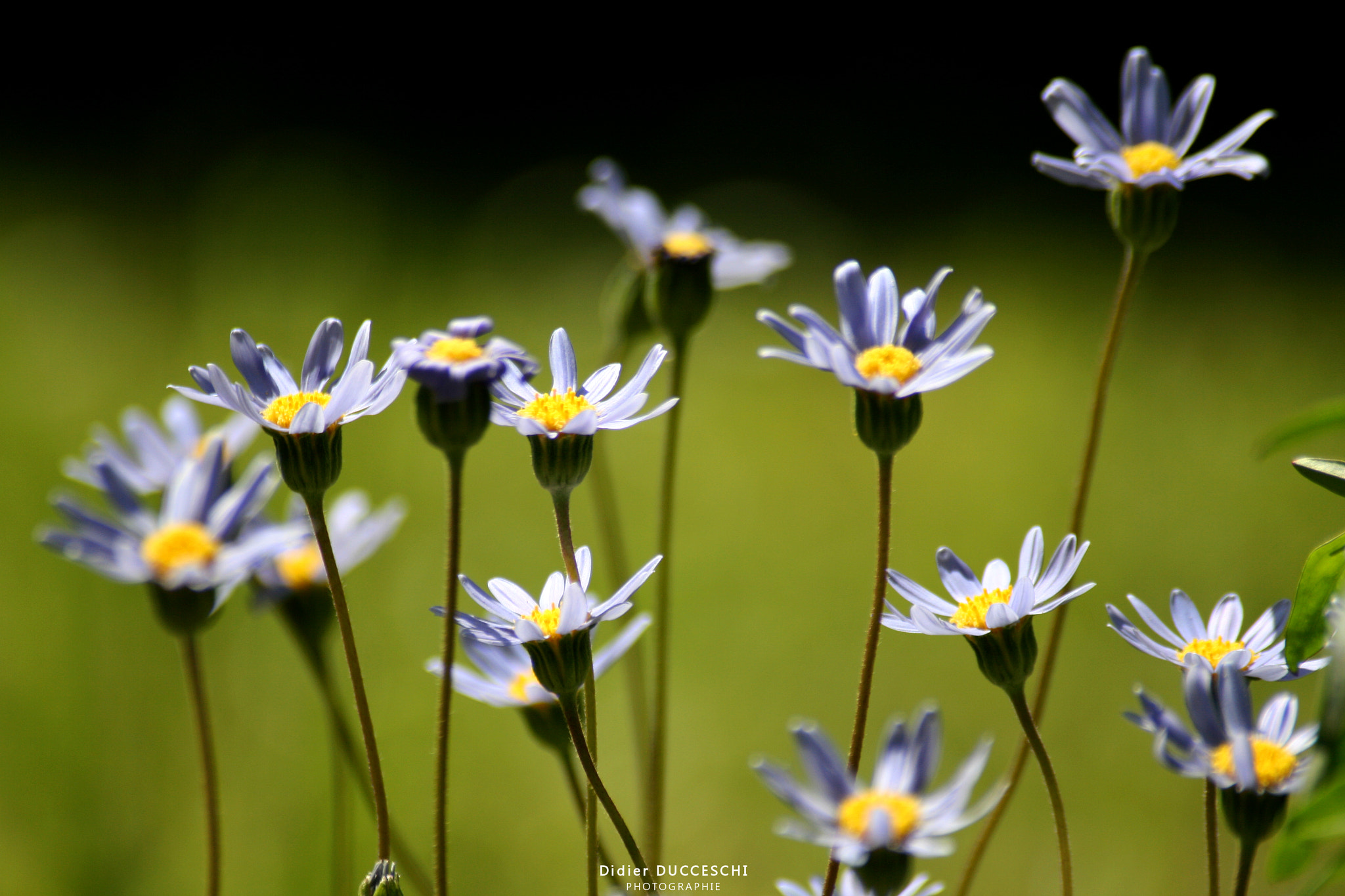 Sigma 70-300mm F4-5.6 APO DG Macro sample photo. Blue daisy photography