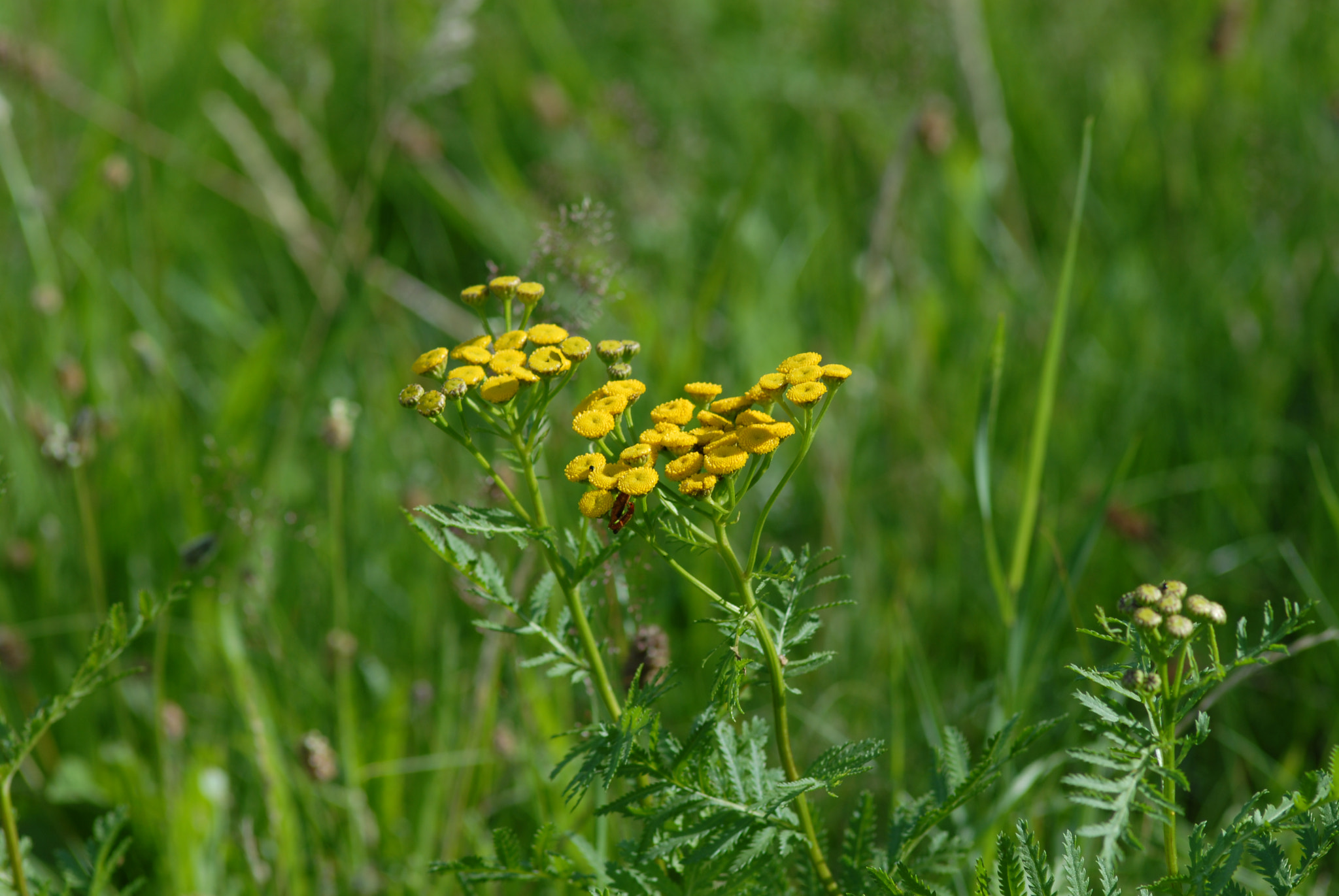 Nikon D200 + Manual Lens No CPU sample photo. Желтые цветики photography