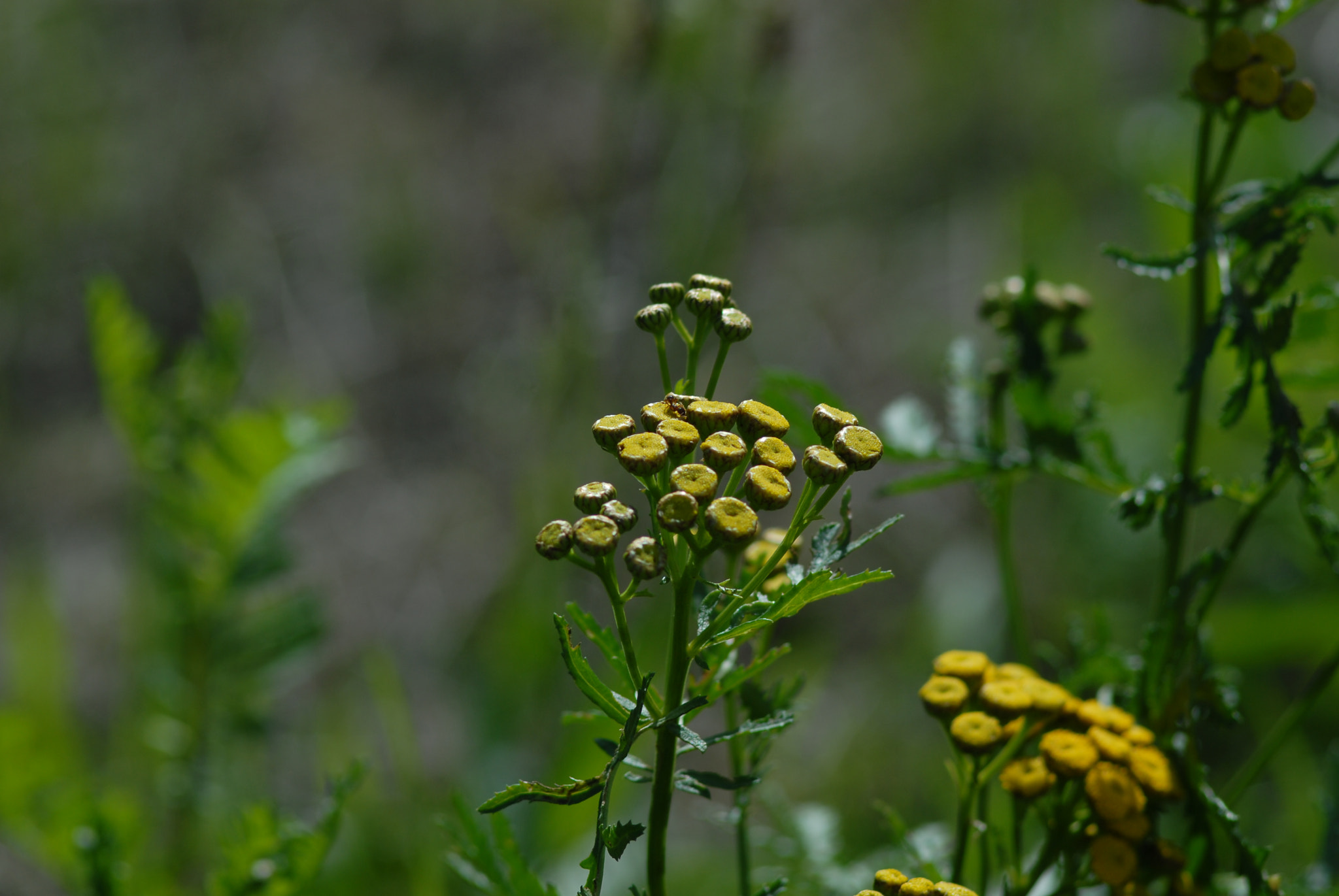 Nikon D200 + Manual Lens No CPU sample photo. Желтые цветики photography