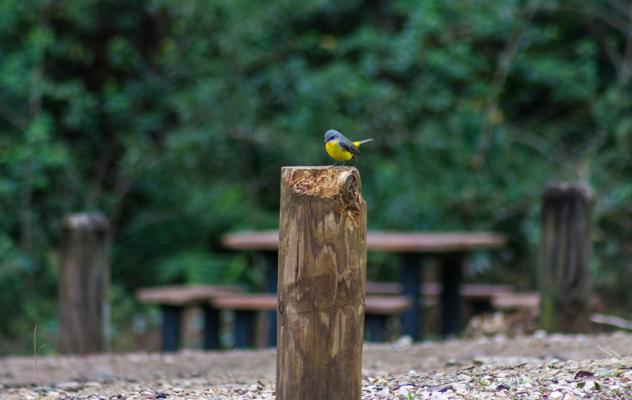 Canon EOS 40D + EF75-300mm f/4-5.6 sample photo. Eastern yellow robin photography