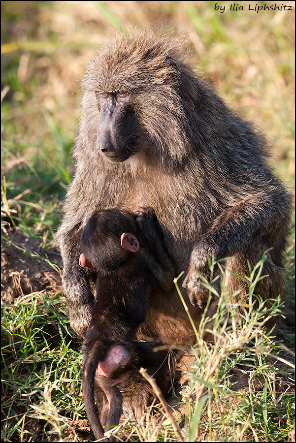 Canon EOS-1D Mark III + Canon EF 300mm F2.8L IS USM sample photo. Baboons of serengeti №1 photography