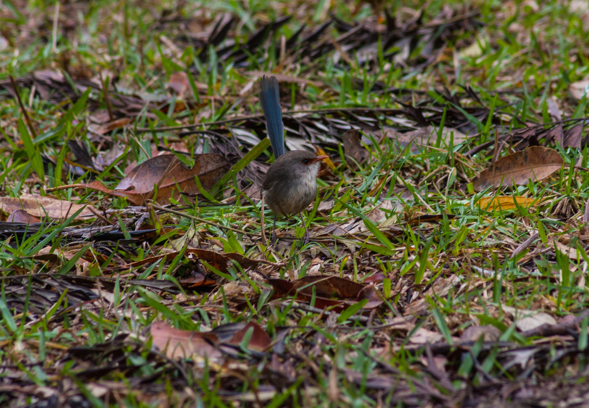 Canon EOS 40D + EF75-300mm f/4-5.6 sample photo. Suberb fairy wren (female) photography