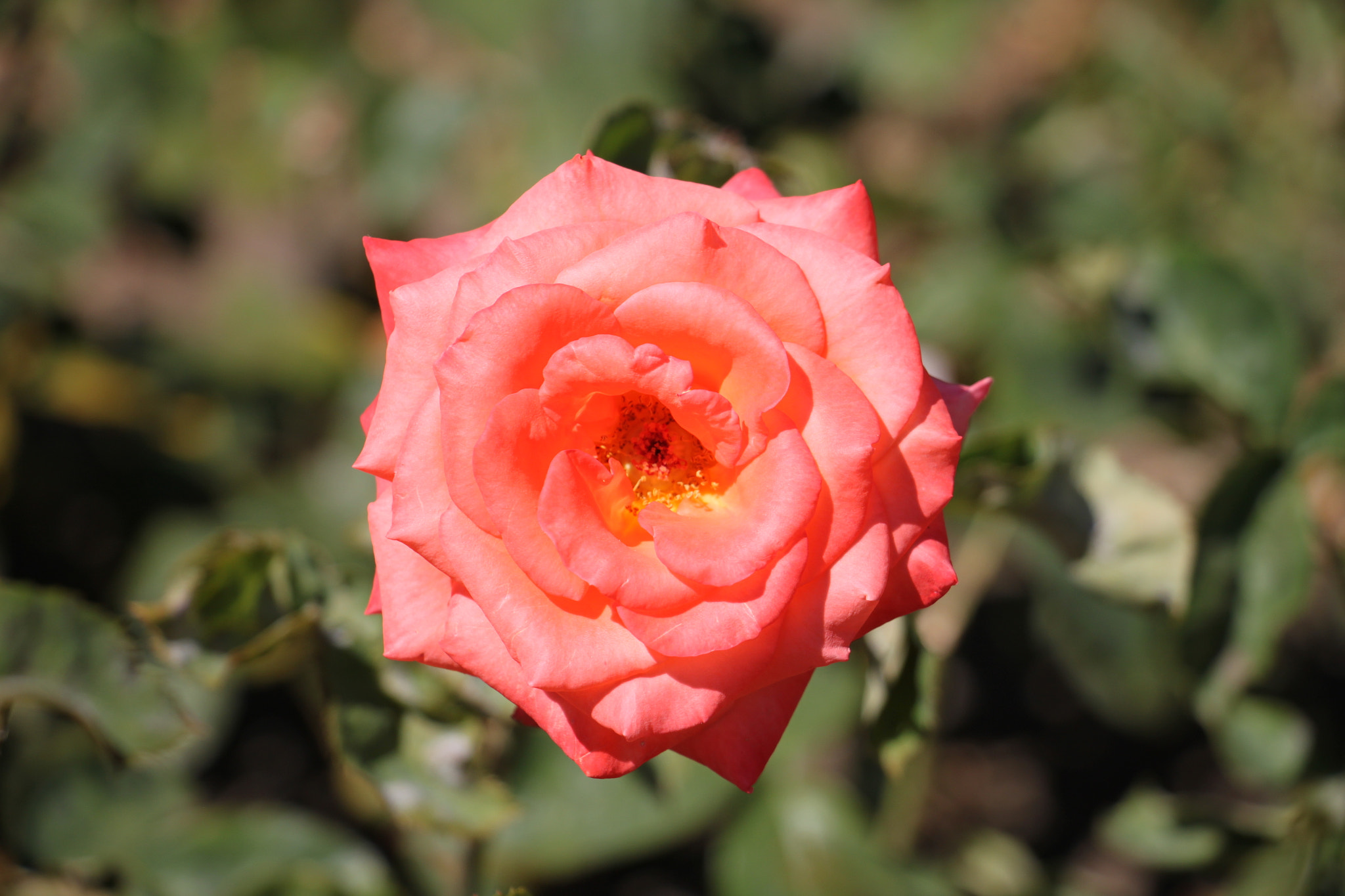 Canon EOS 500D (EOS Rebel T1i / EOS Kiss X3) sample photo. Prague_garden_rose.jpg photography