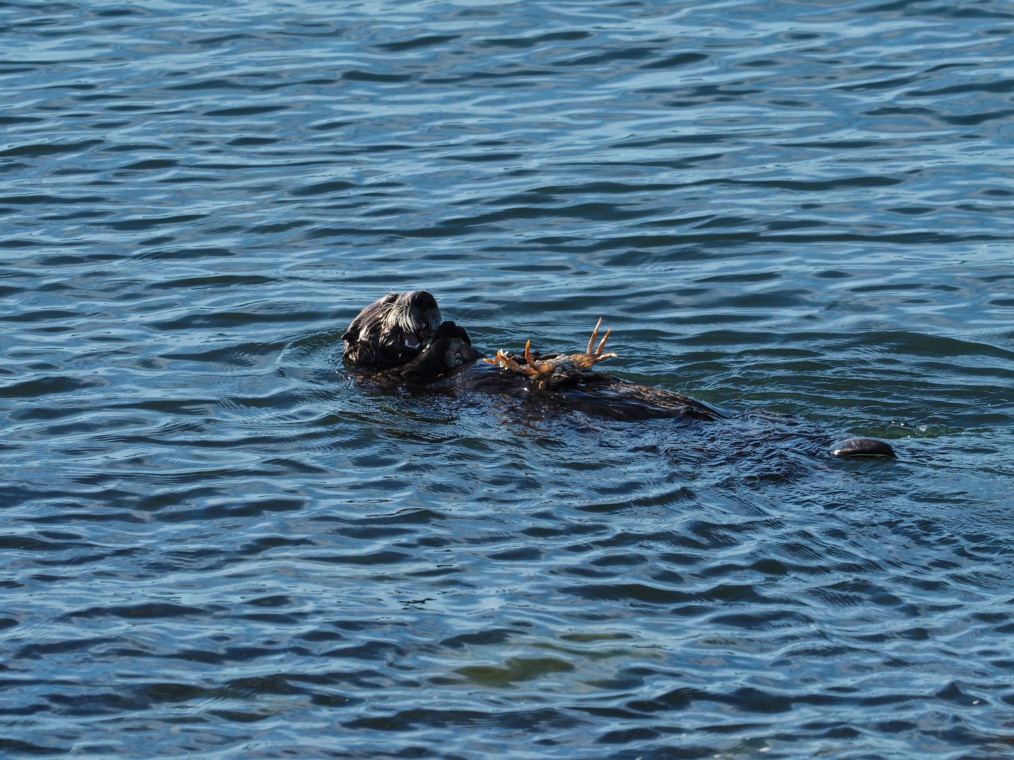Olympus OM-D E-M1 + M.300mm F4.0 + MC-14 sample photo. Sea otter with crabs photography