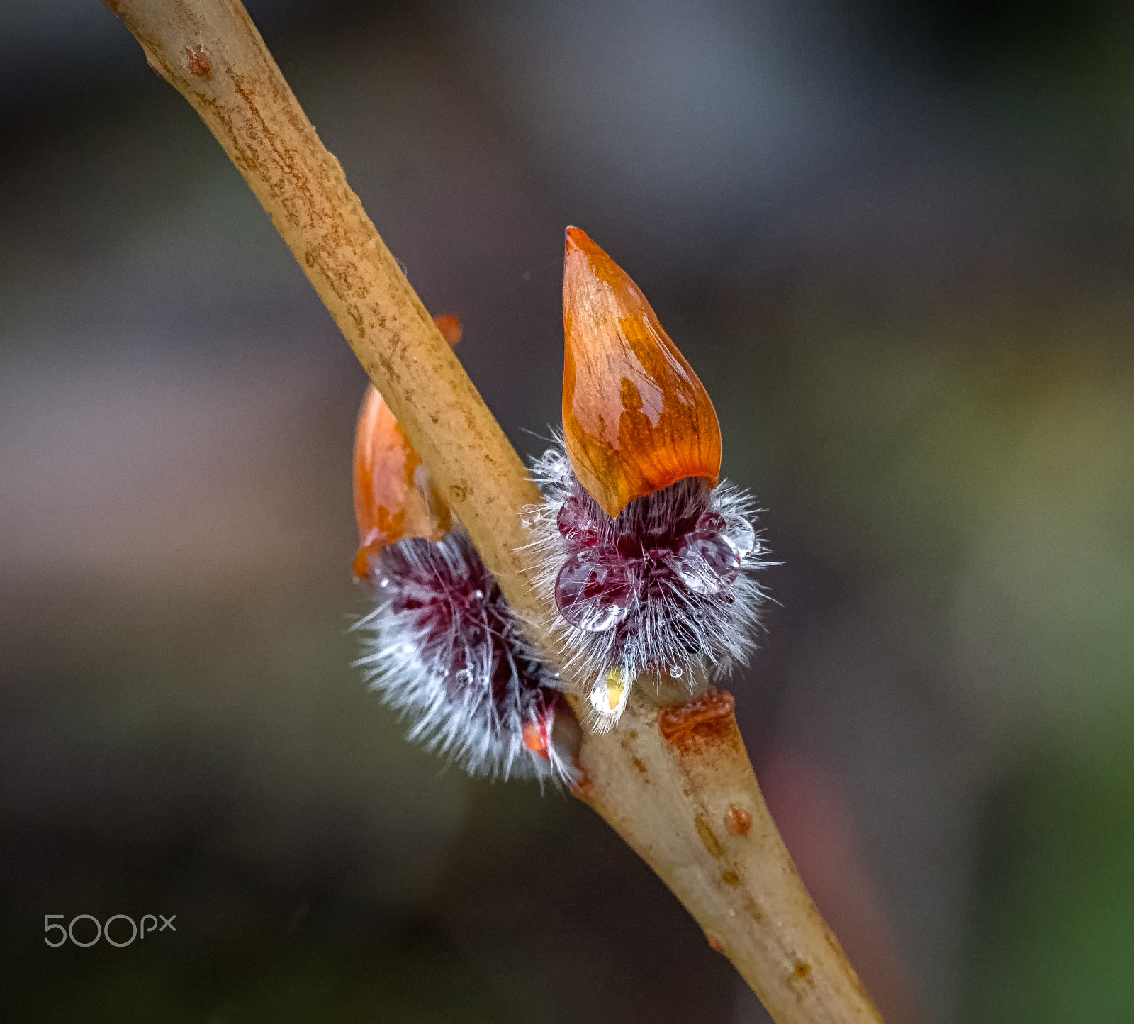 Panasonic Leica DG Macro-Elmarit 45mm F2.8 ASPH OIS sample photo. The shining photography