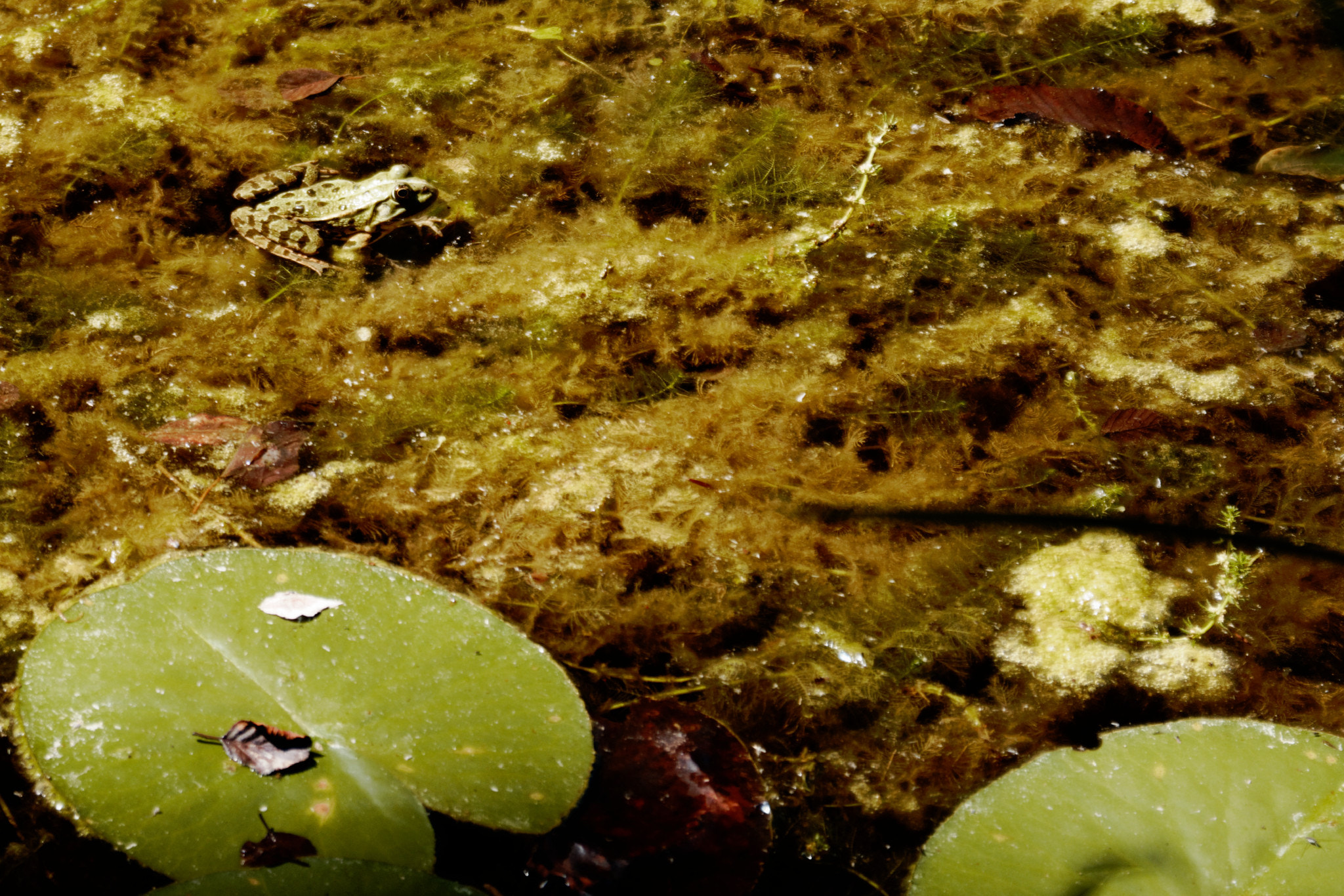 AF Zoom-Nikkor 28-85mm f/3.5-4.5 sample photo. Frog dreamscape photography
