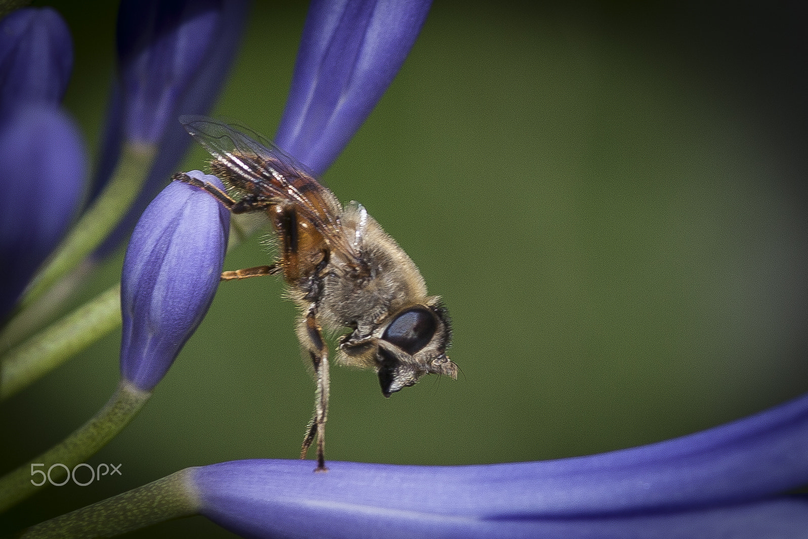 Canon EOS 5D Mark II + Sigma 105mm F2.8 EX DG Macro sample photo. Biene photography