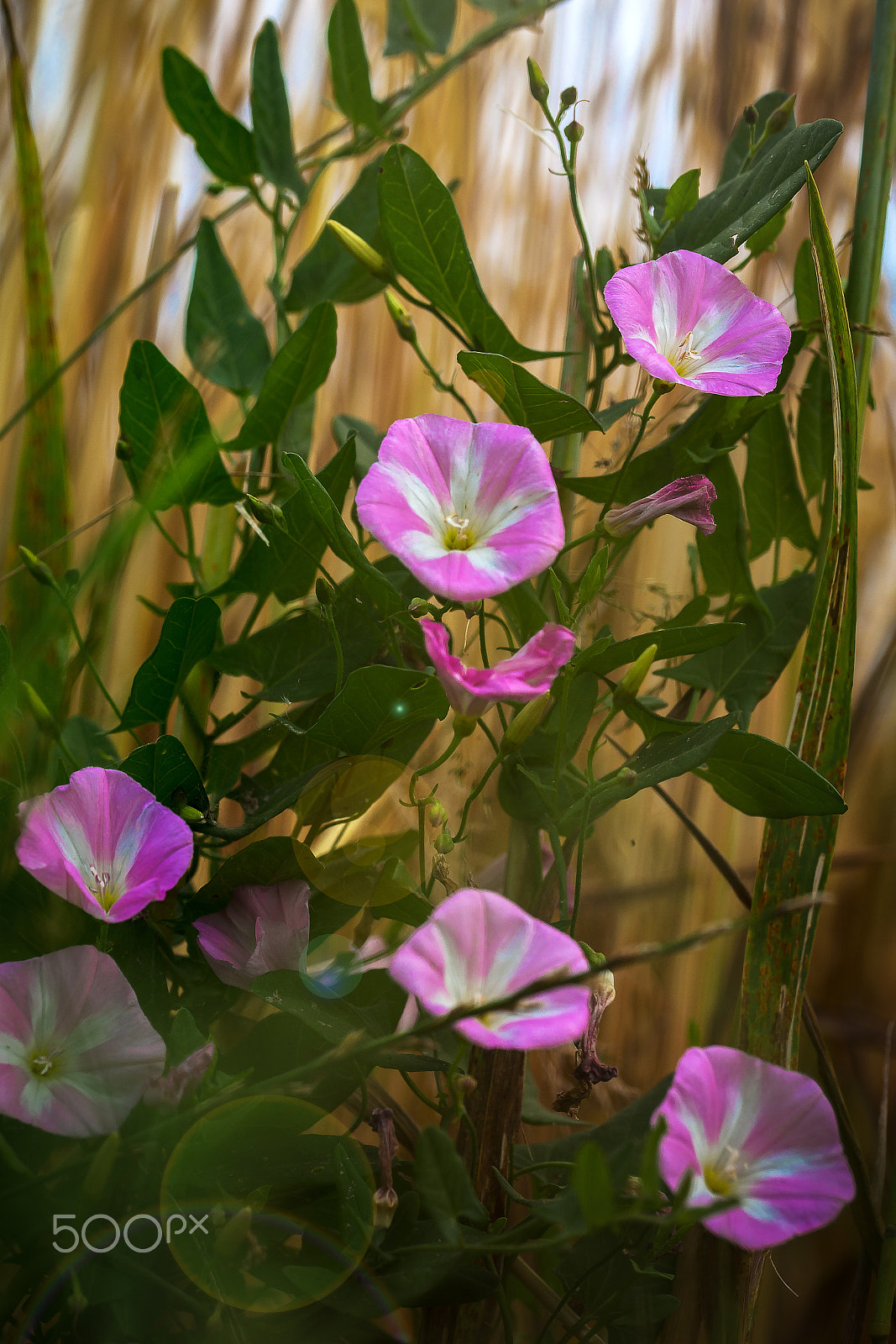 Sony a99 II + 105mm F2.8 sample photo. Convolvulus althaeoides photography
