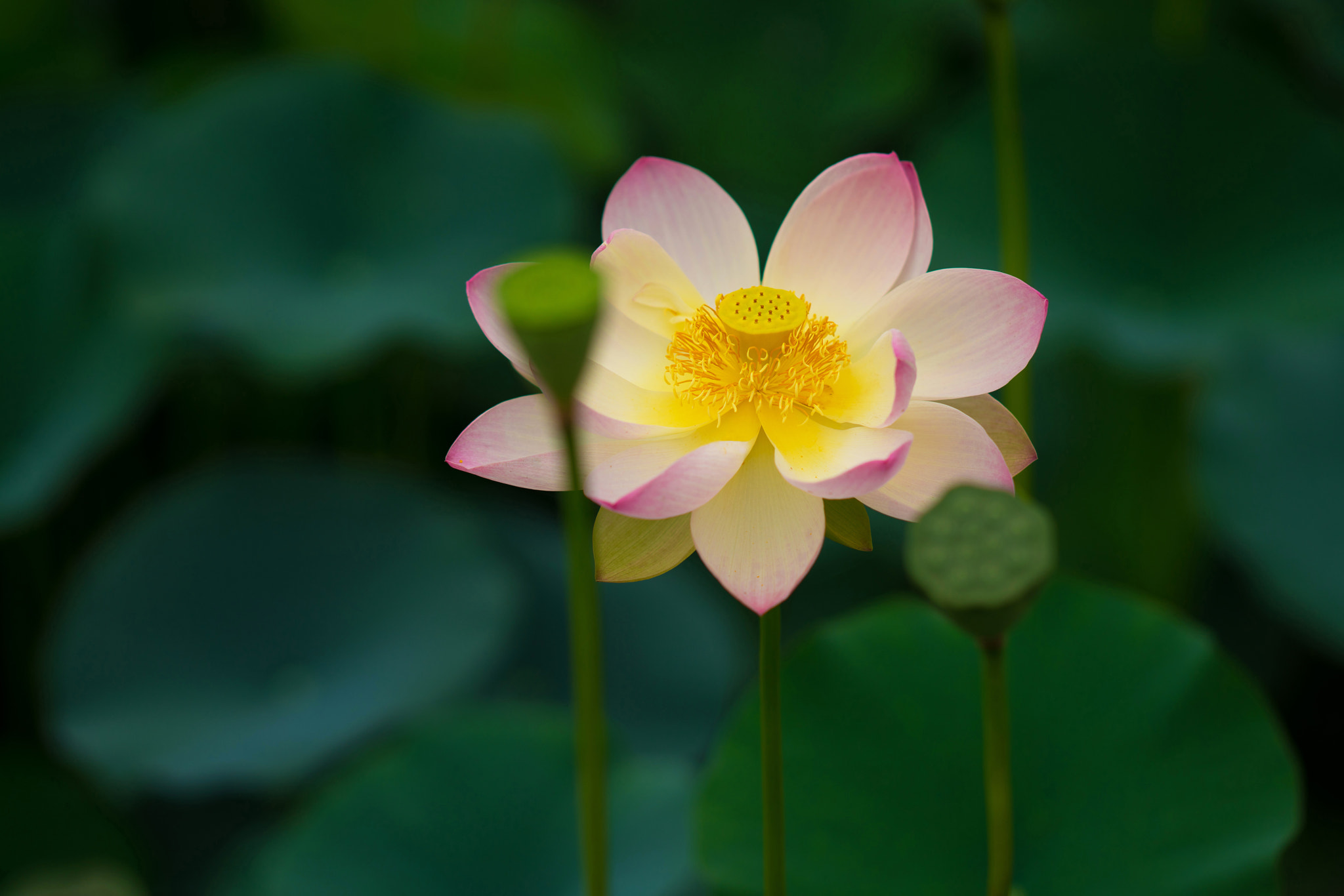 Sony Sonnar T* 135mm F1.8 ZA sample photo. Lotus photography