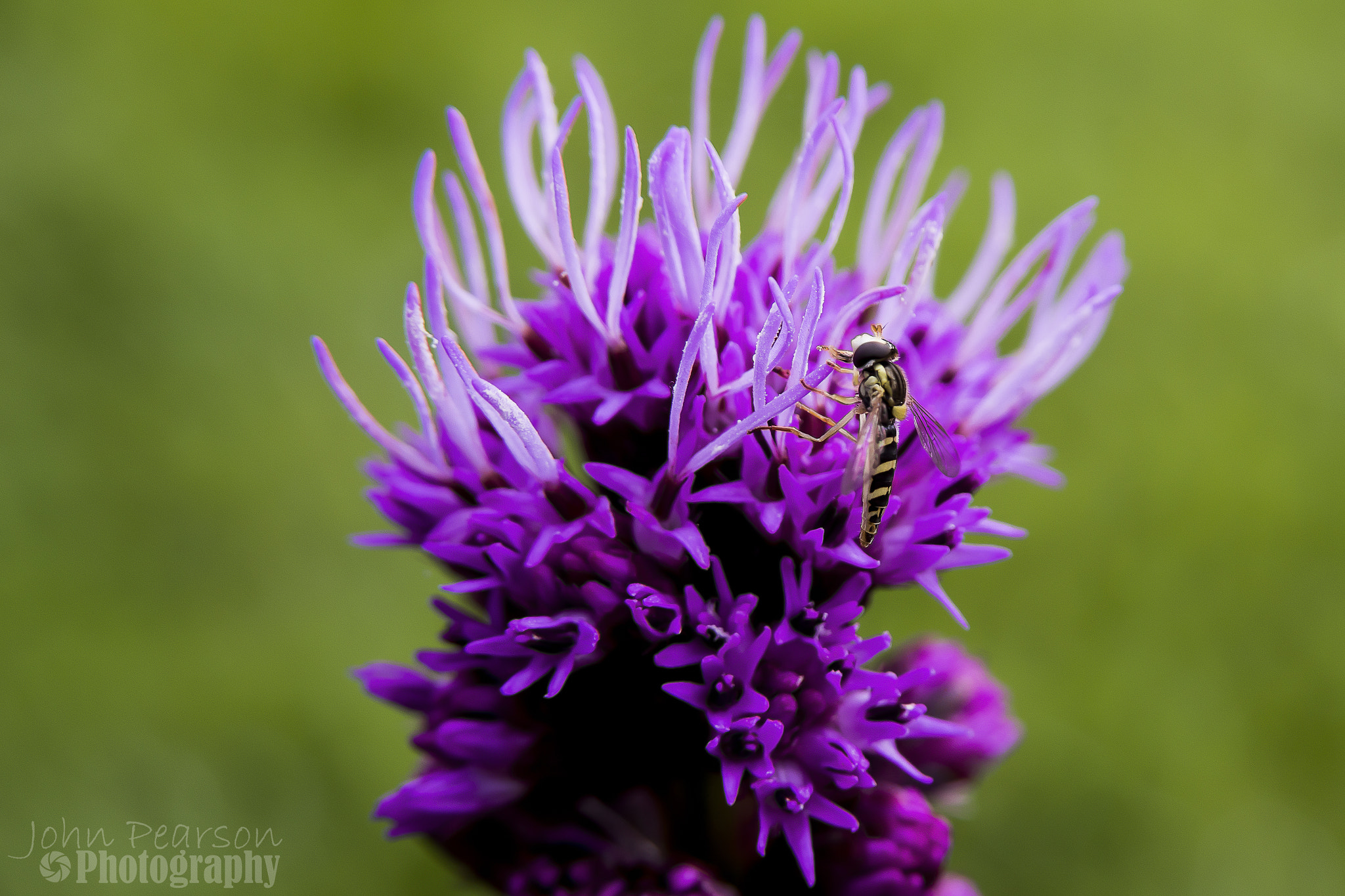 Pentax K-1 sample photo. Liatris & hoverfly photography