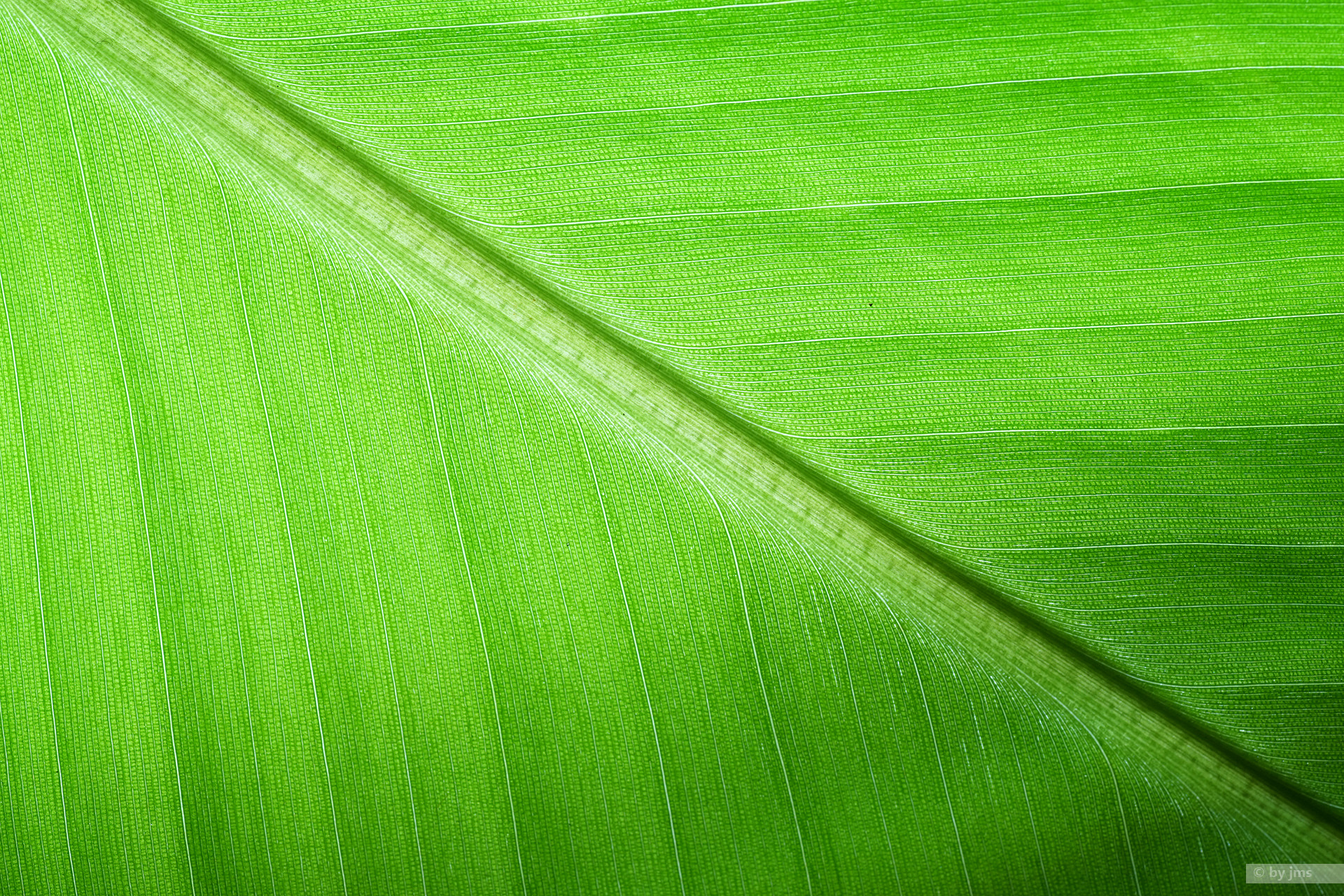 Minolta AF 100mm F2.8 Macro [New] sample photo. Grünes blatt photography