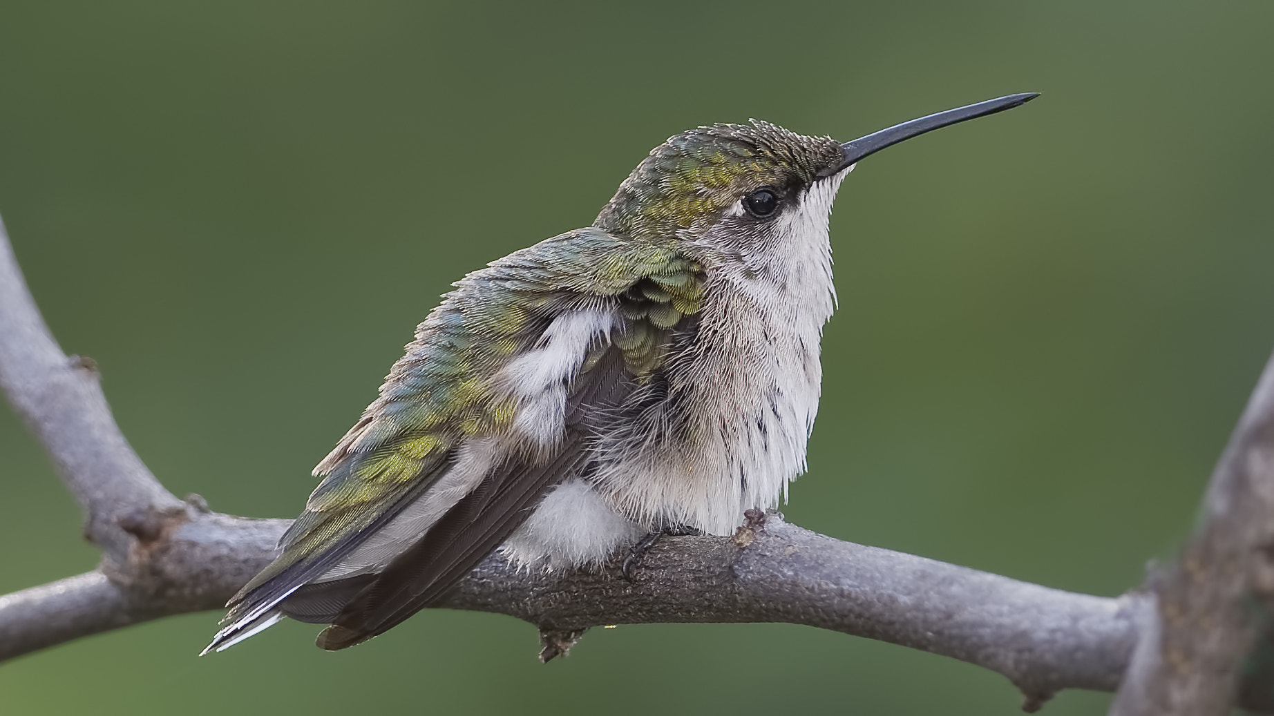 Nikon D7100 + Sigma 18-125mm F3.8-5.6 DC OS HSM sample photo. Frazzled feathers photography