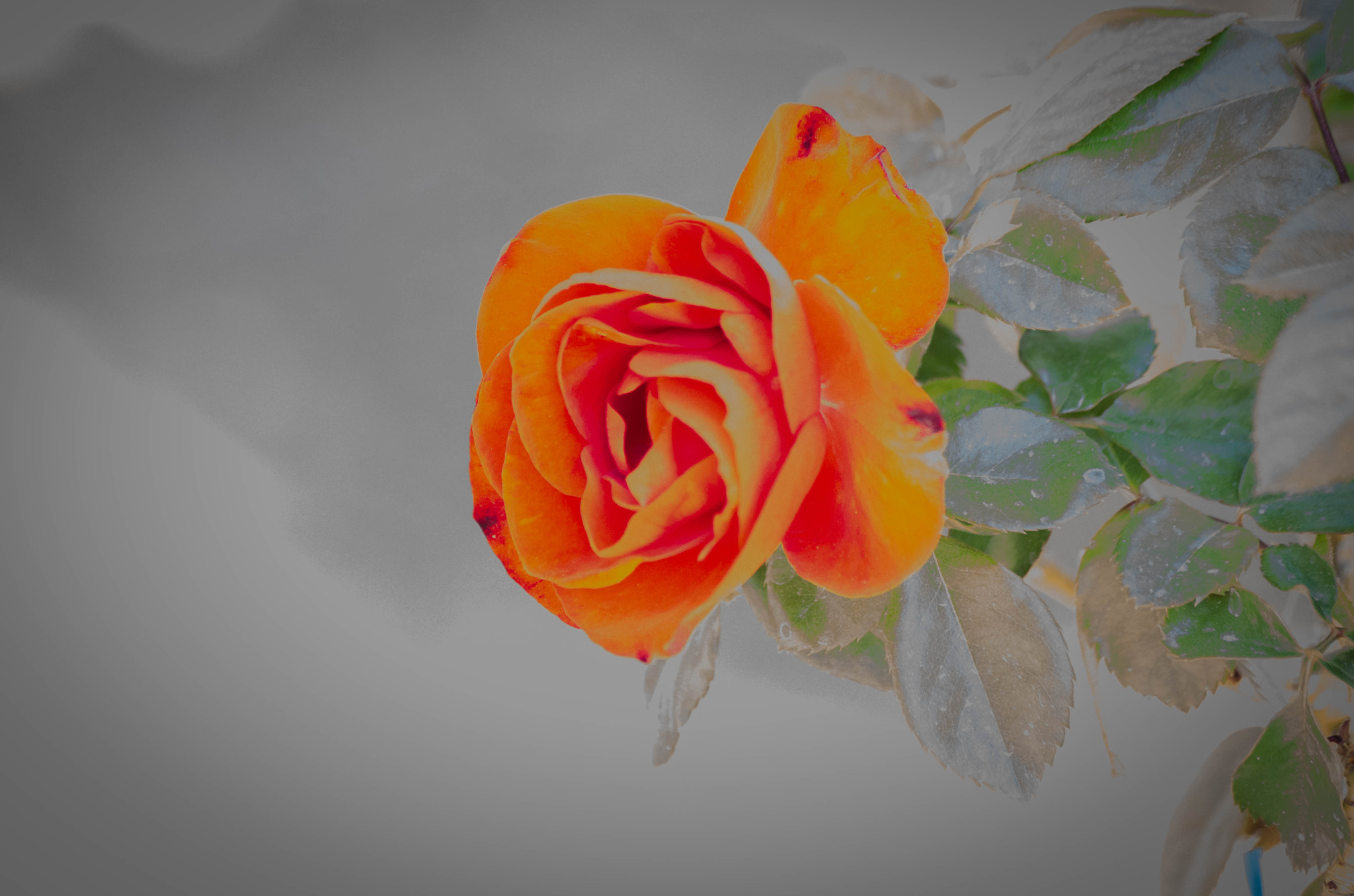 HD Pentax DA 55-300mm F4.0-5.8 ED WR sample photo