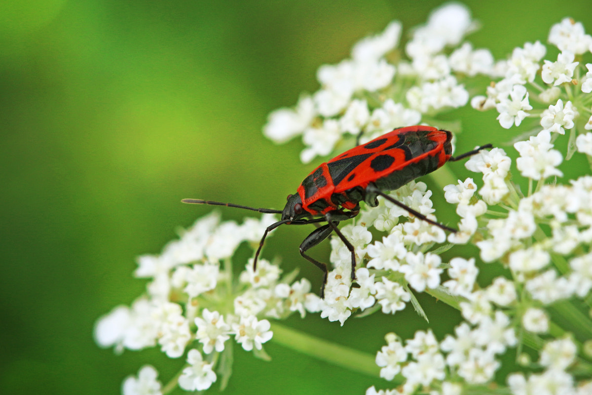 Canon EF 100mm F2.8 Macro USM sample photo. Pretty bug photography