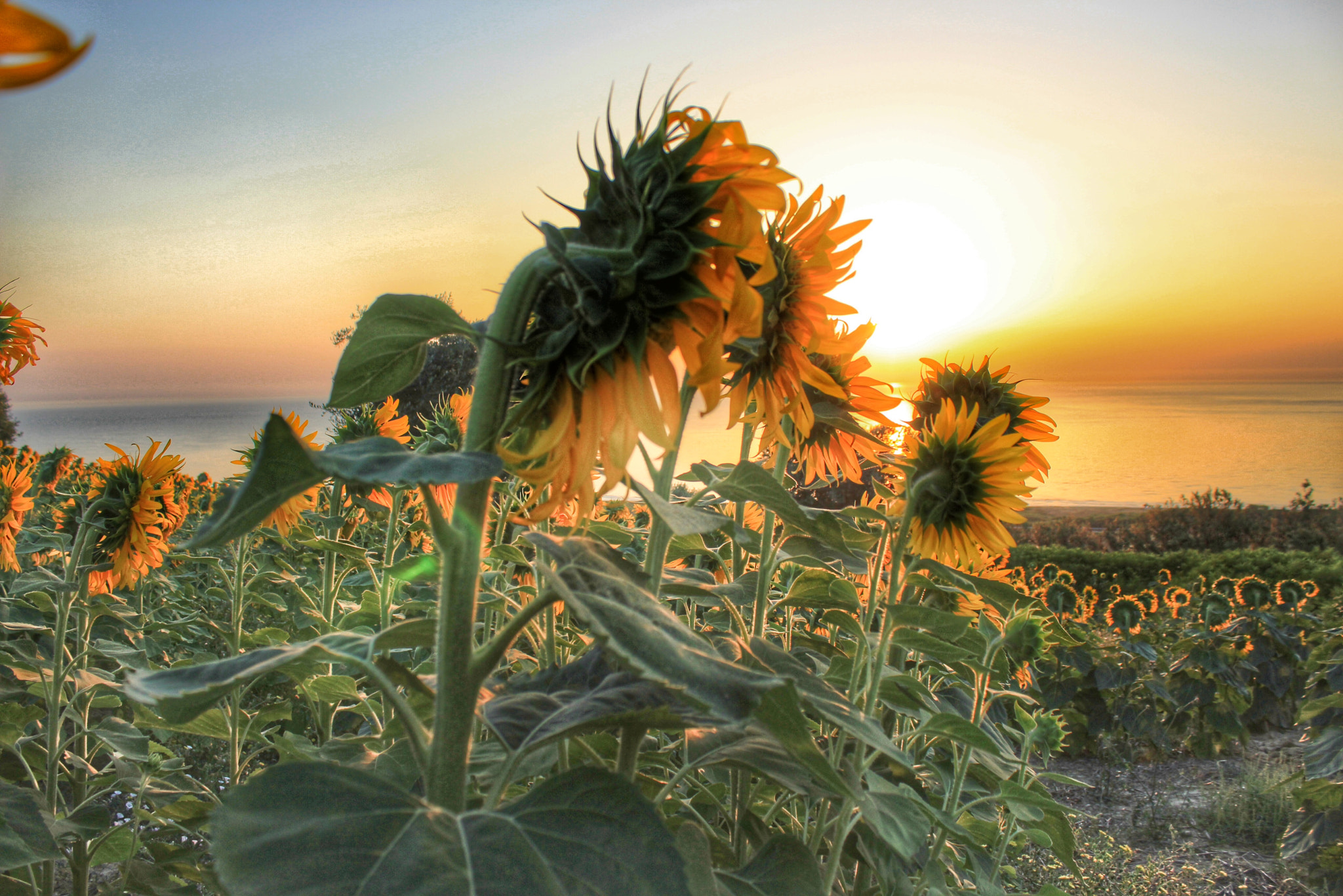 Canon EF-S 18-55mm F3.5-5.6 III sample photo. Verso il sole... photography