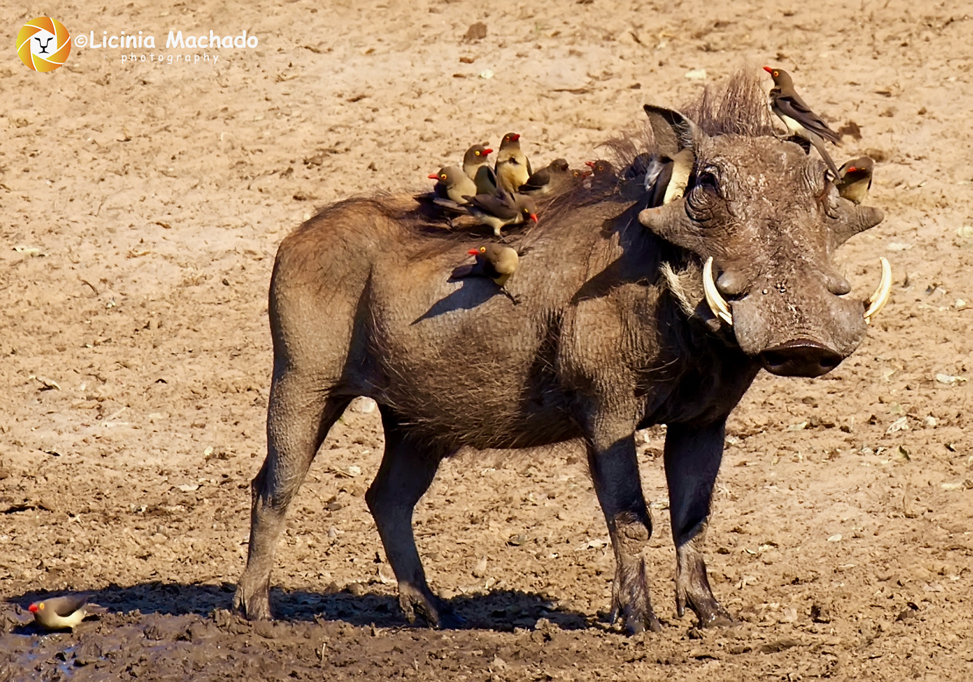 Nikon AF-S Nikkor 500mm F4G ED VR sample photo. Pumba & friends photography