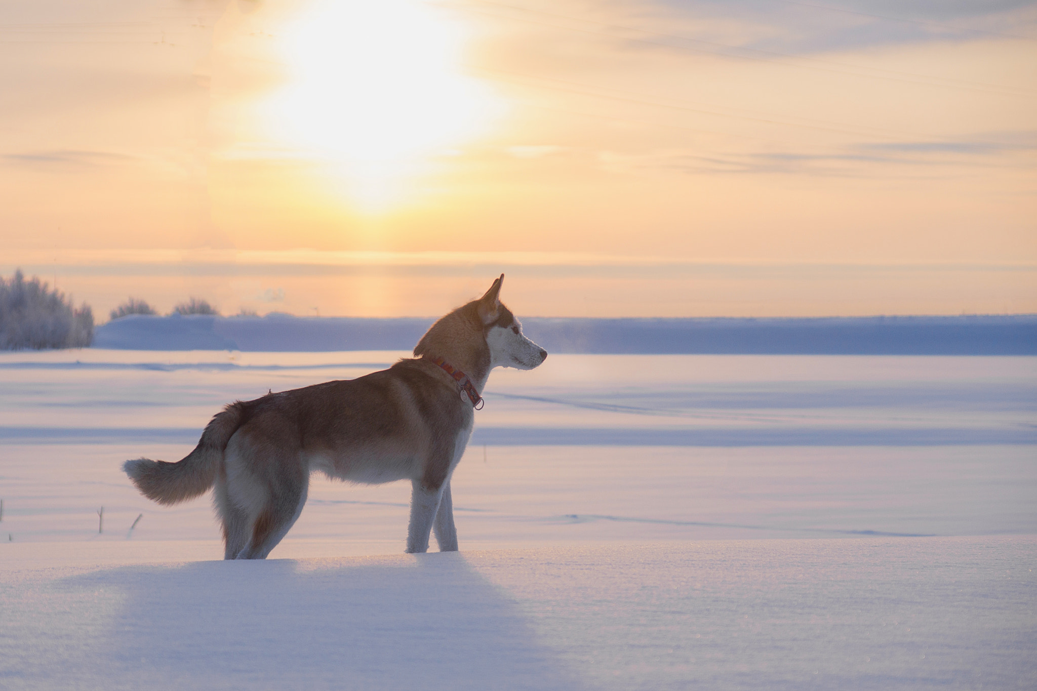 Sony SLT-A58 sample photo. Husky photography