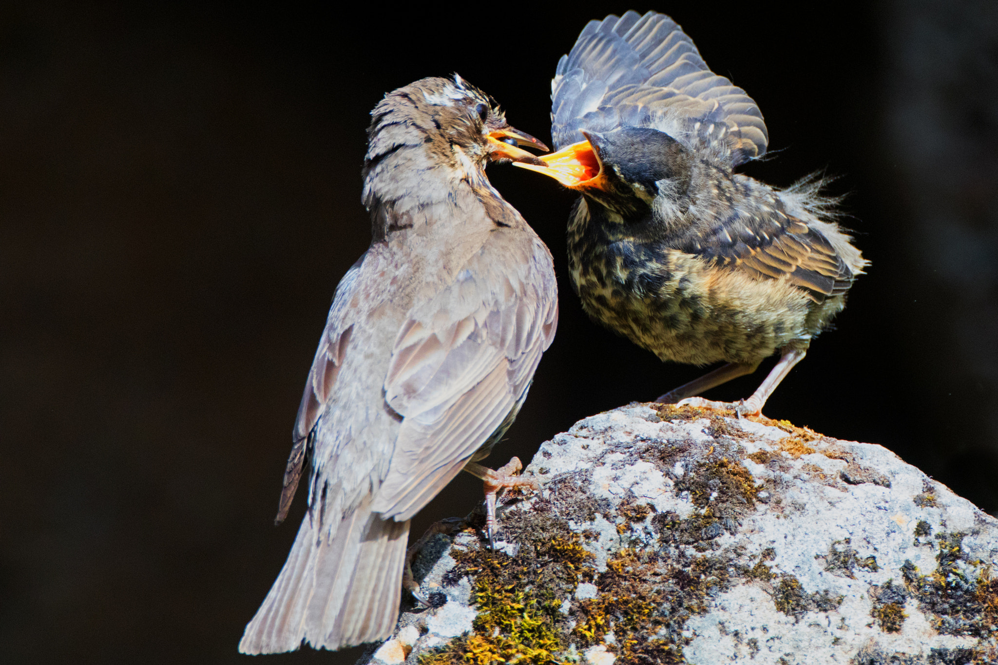 Canon EF 500mm F4L IS USM sample photo. Redwing feeding photography