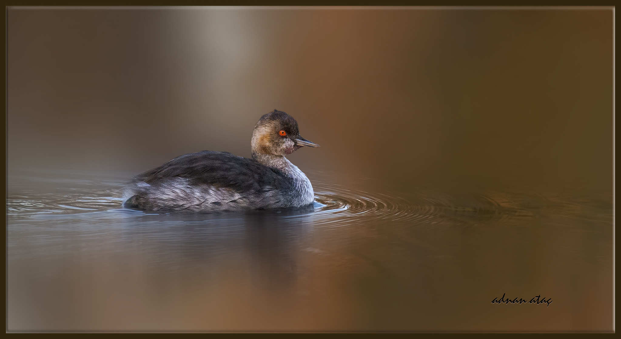Sigma 150-600mm F5-6.3 DG OS HSM | S sample photo. Karaboyunlu batağan - podiceps nigricollis - black necked grebe photography